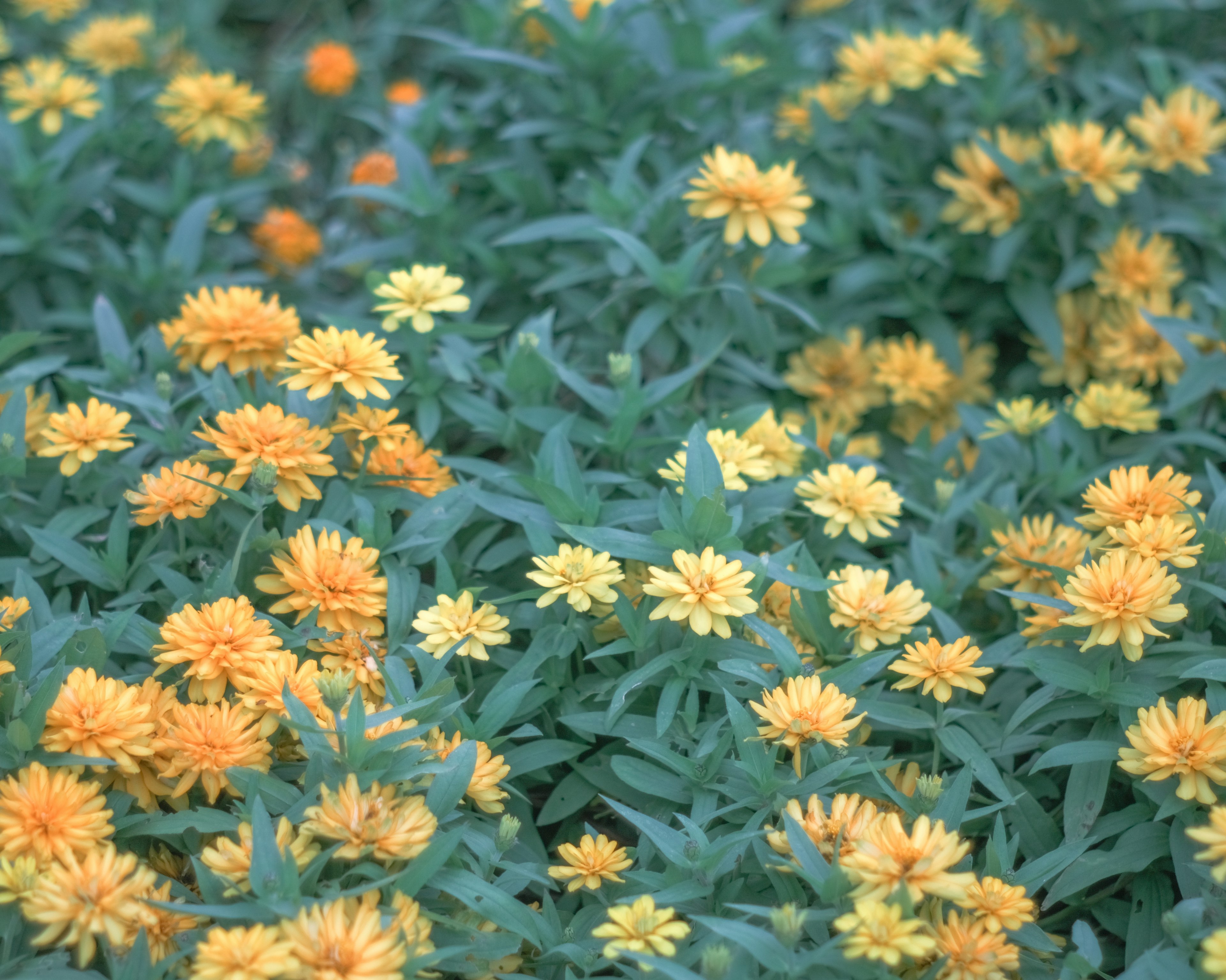 A landscape filled with vibrant yellow flowers among lush green leaves