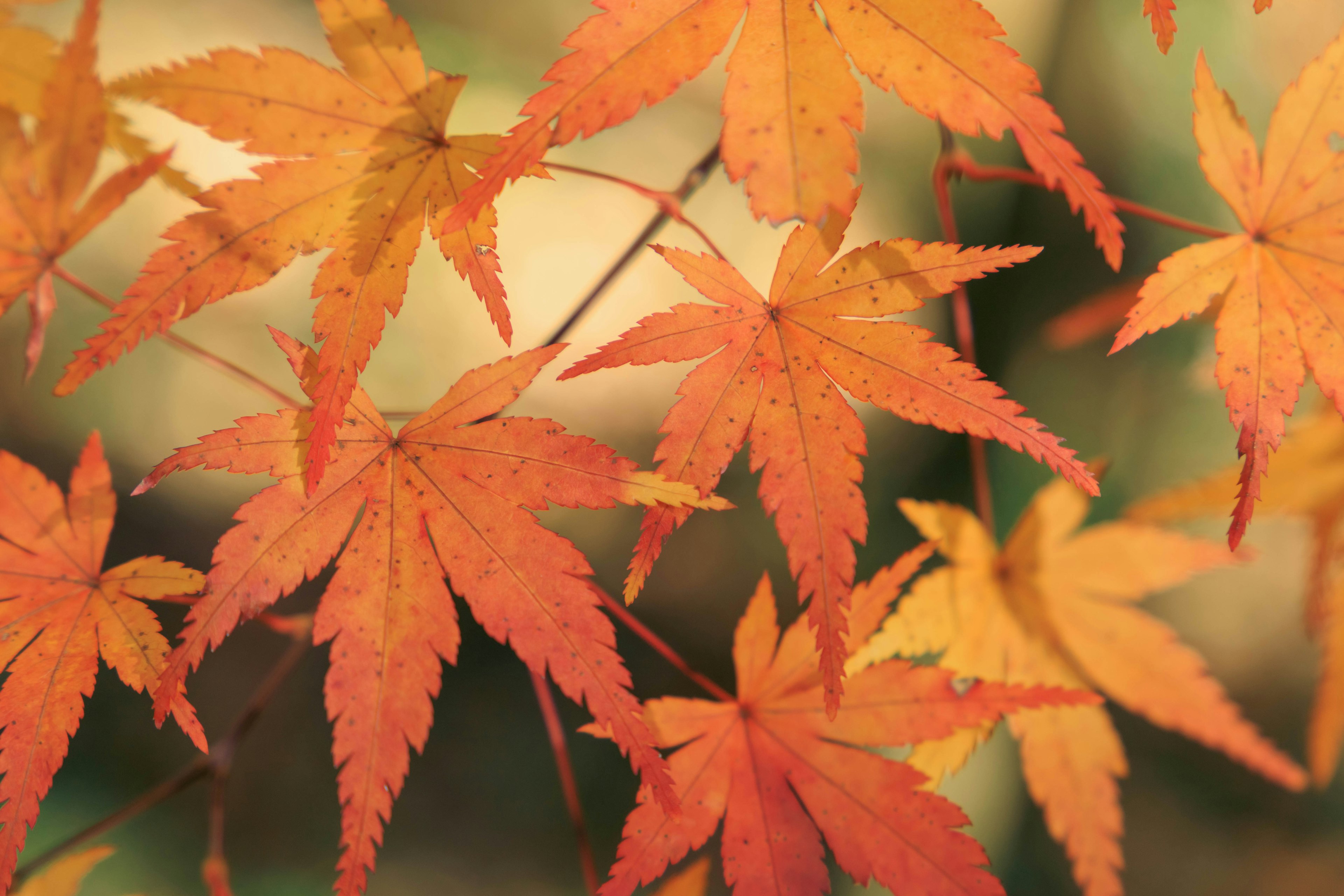 Pemandangan musim gugur yang indah dengan daun maple merah dan oranye yang重叠