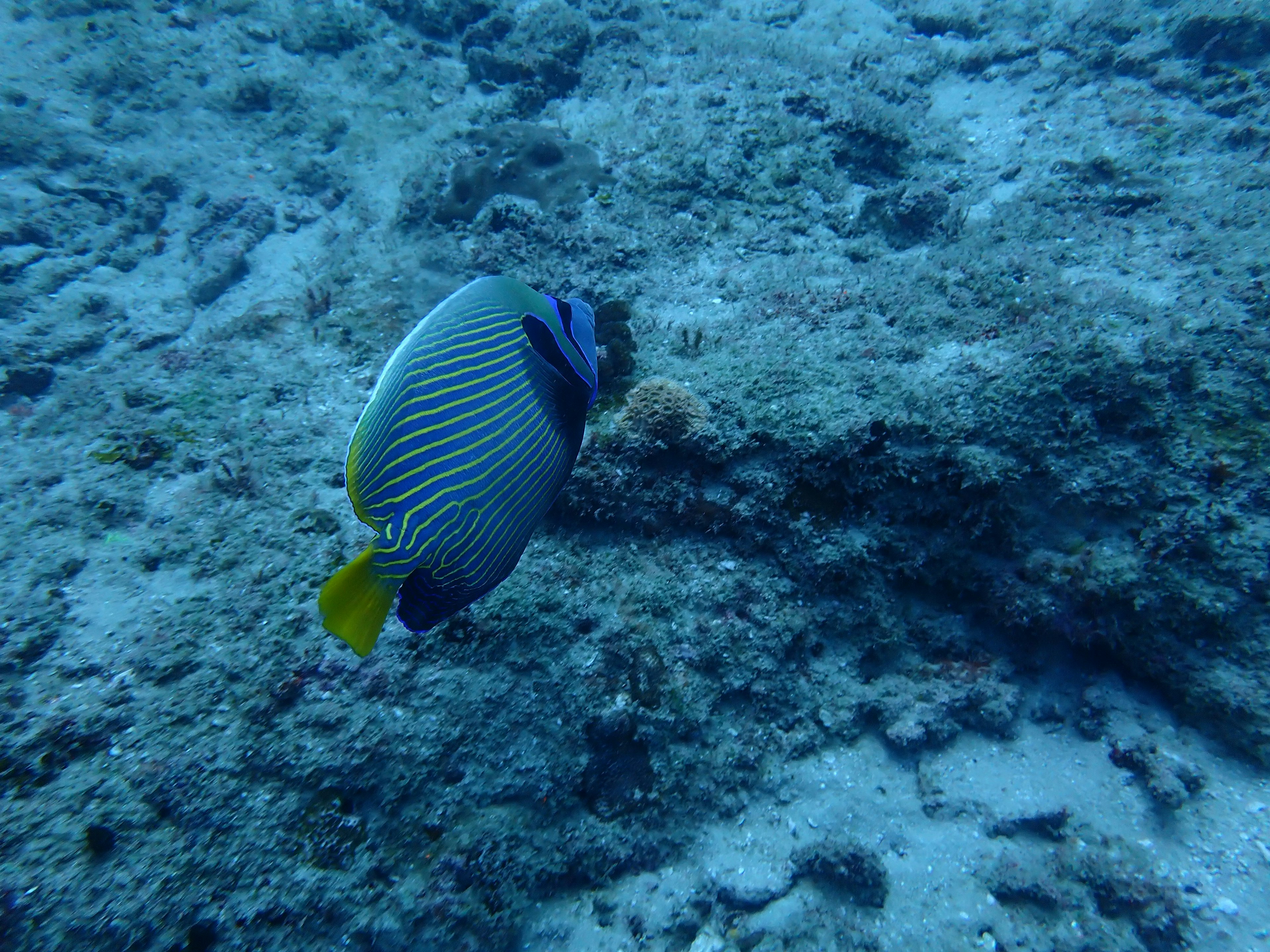 Seitenansicht eines Fisches, der über einen blauen Meeresboden schwimmt mit gelbem Schwanz und gestreiftem Muster