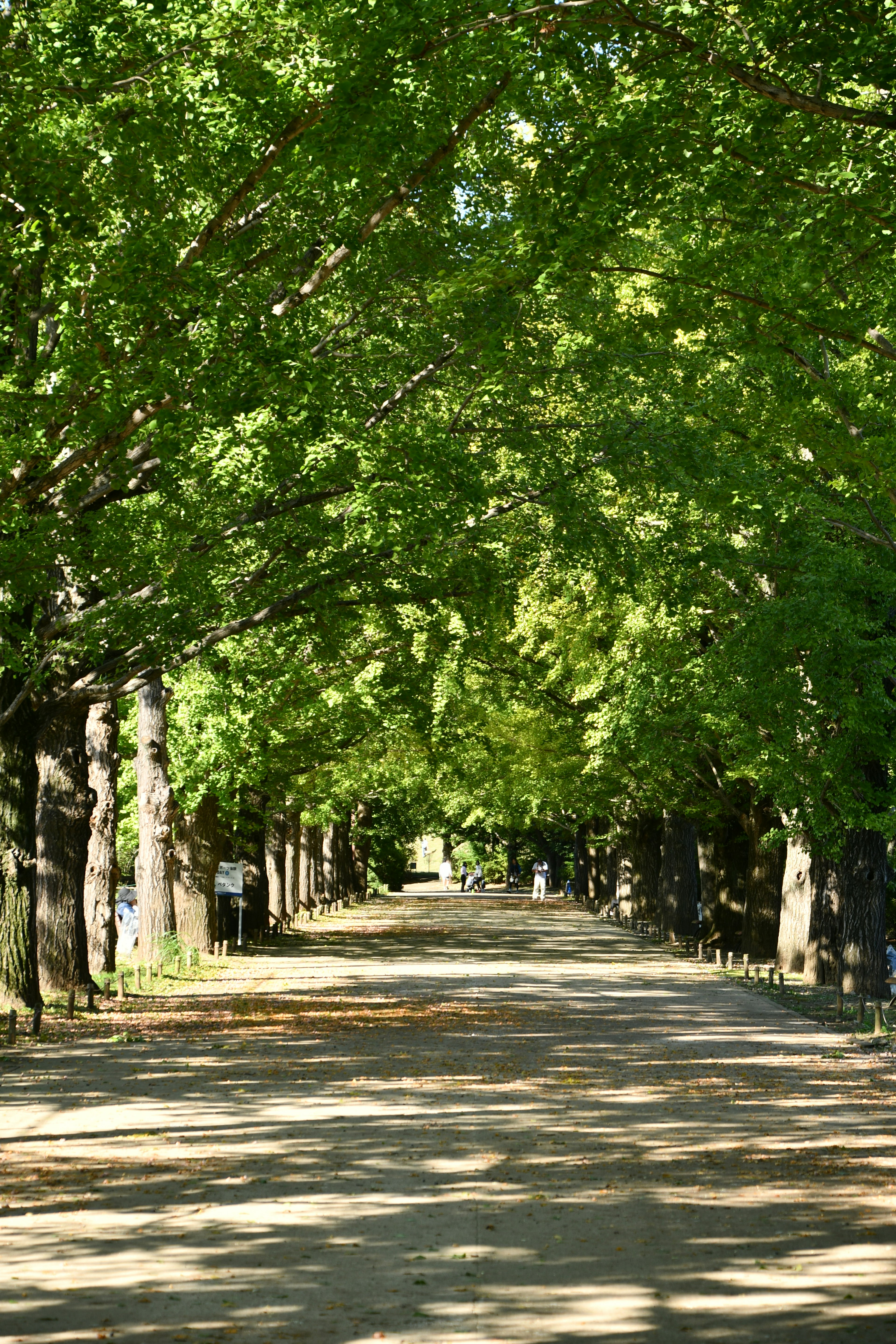 Ein ruhiger Weg, gesäumt von grünen Bäumen