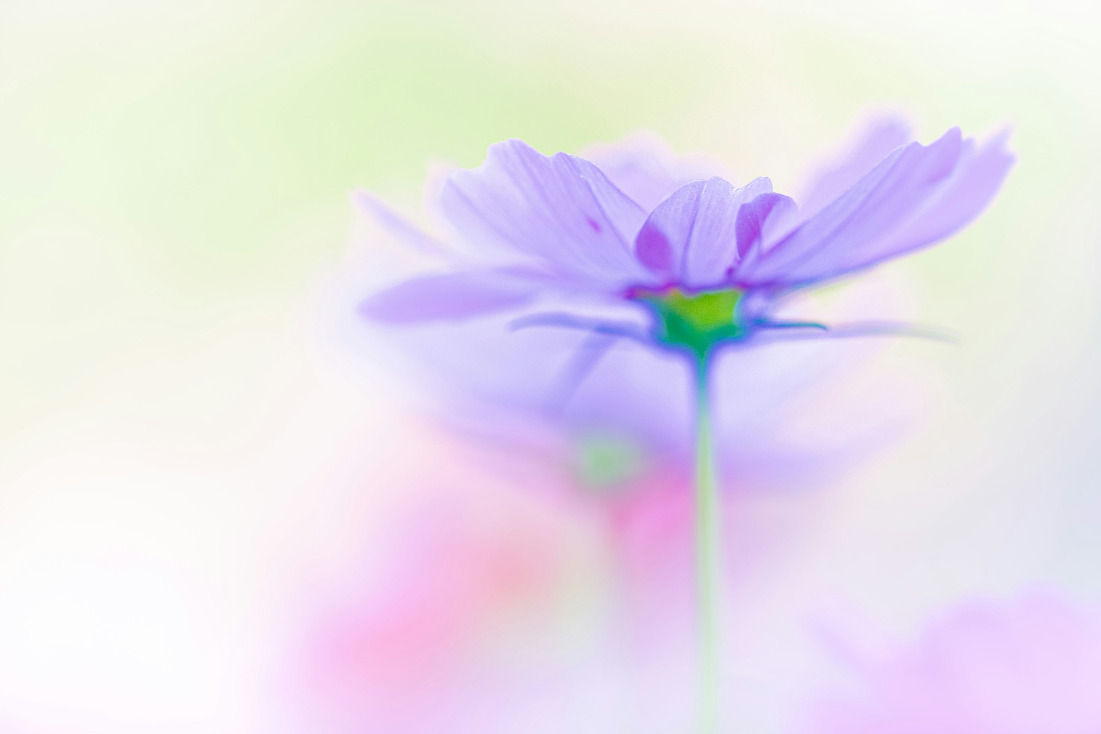 Primo piano di un fiore delicato con colori tenui sfondo sfocato