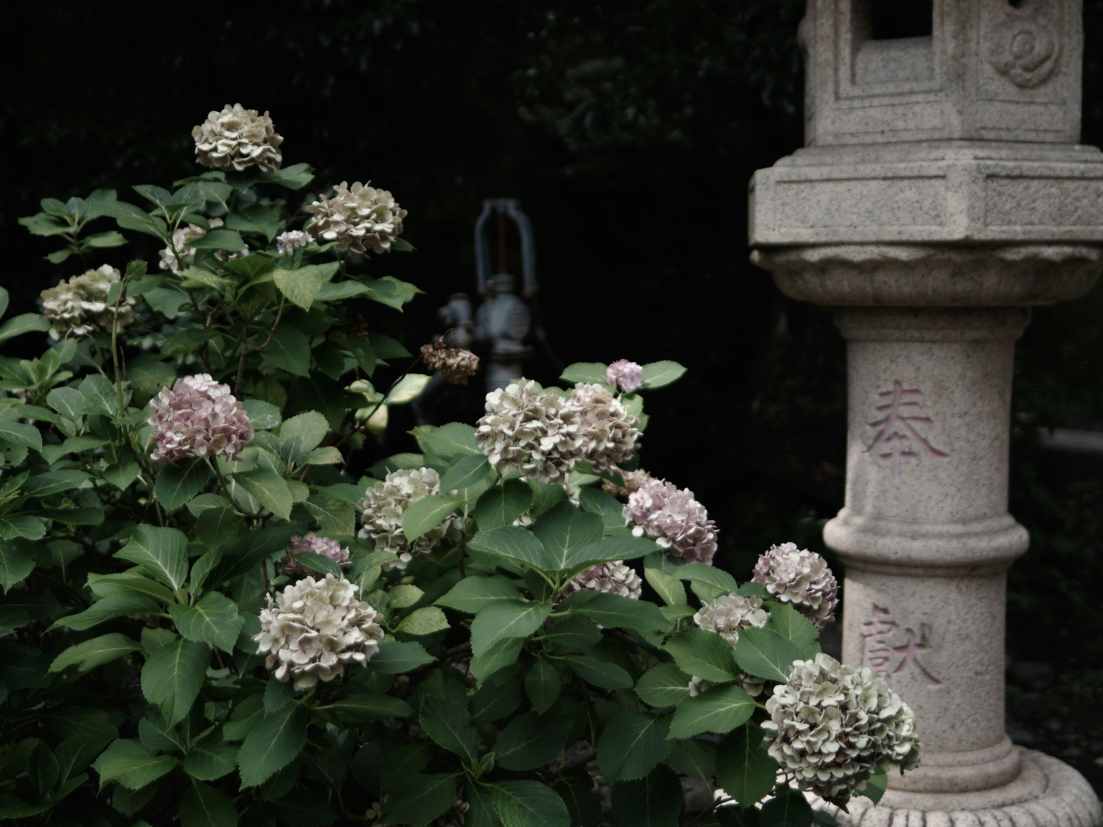 Una escena de jardín serena con hortensias y una linterna de piedra