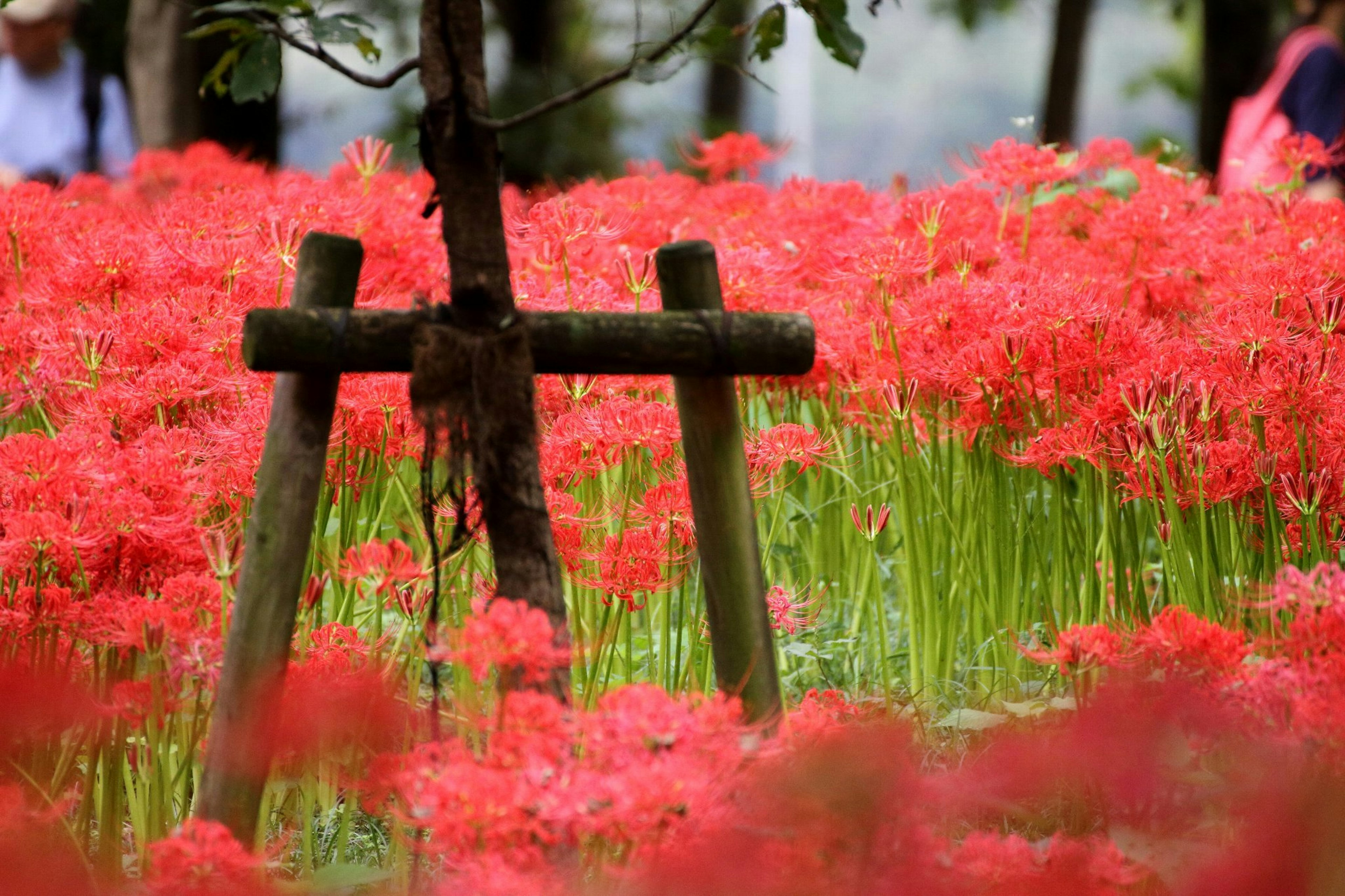 Field of vibrant red spider lilies with a wooden support and tree