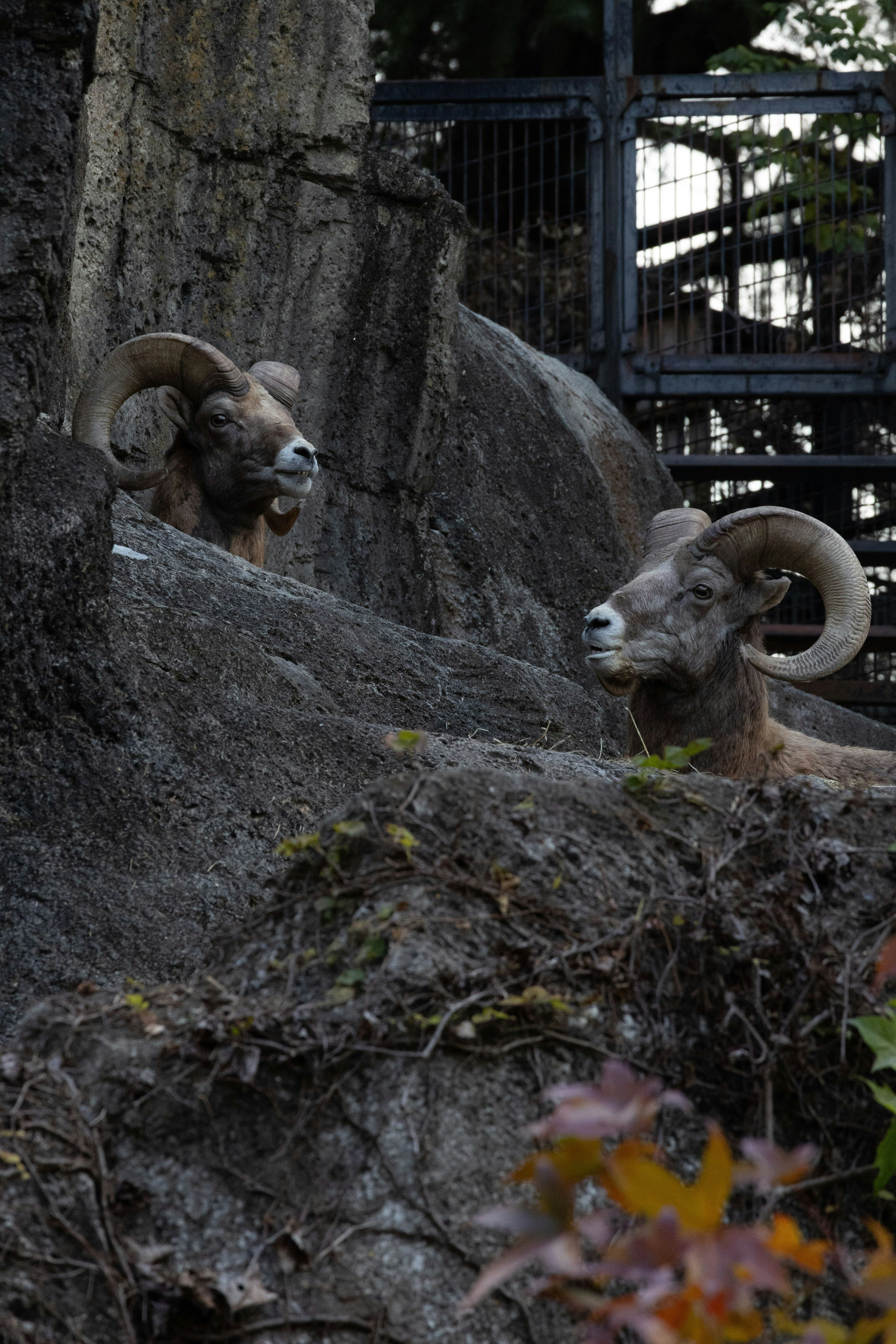 Two mountain goats on a rocky surface in a natural setting