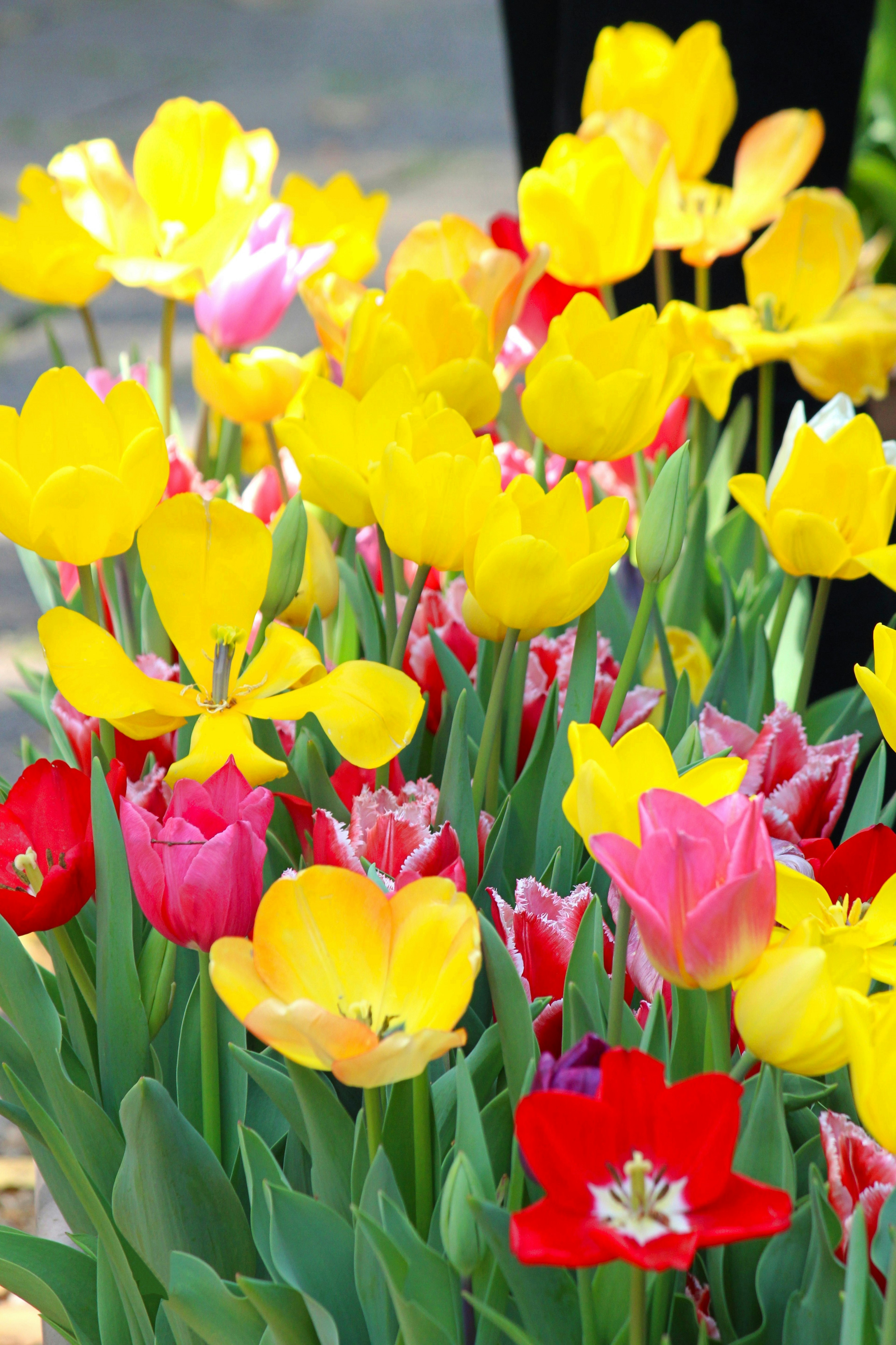 Fleurs de tulipes colorées fleurissant dans un jardin