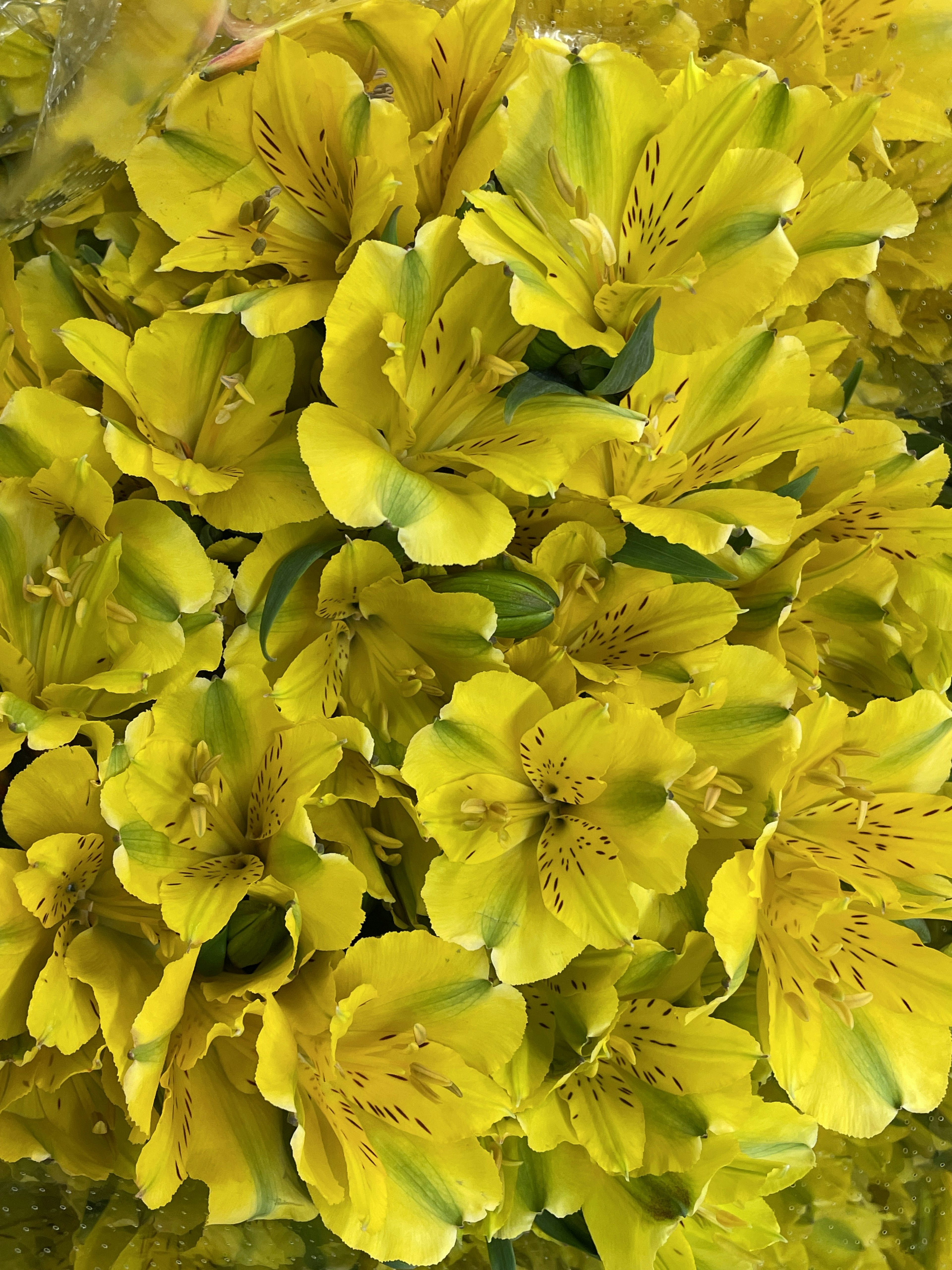 Un grupo de flores amarillas vibrantes agrupadas