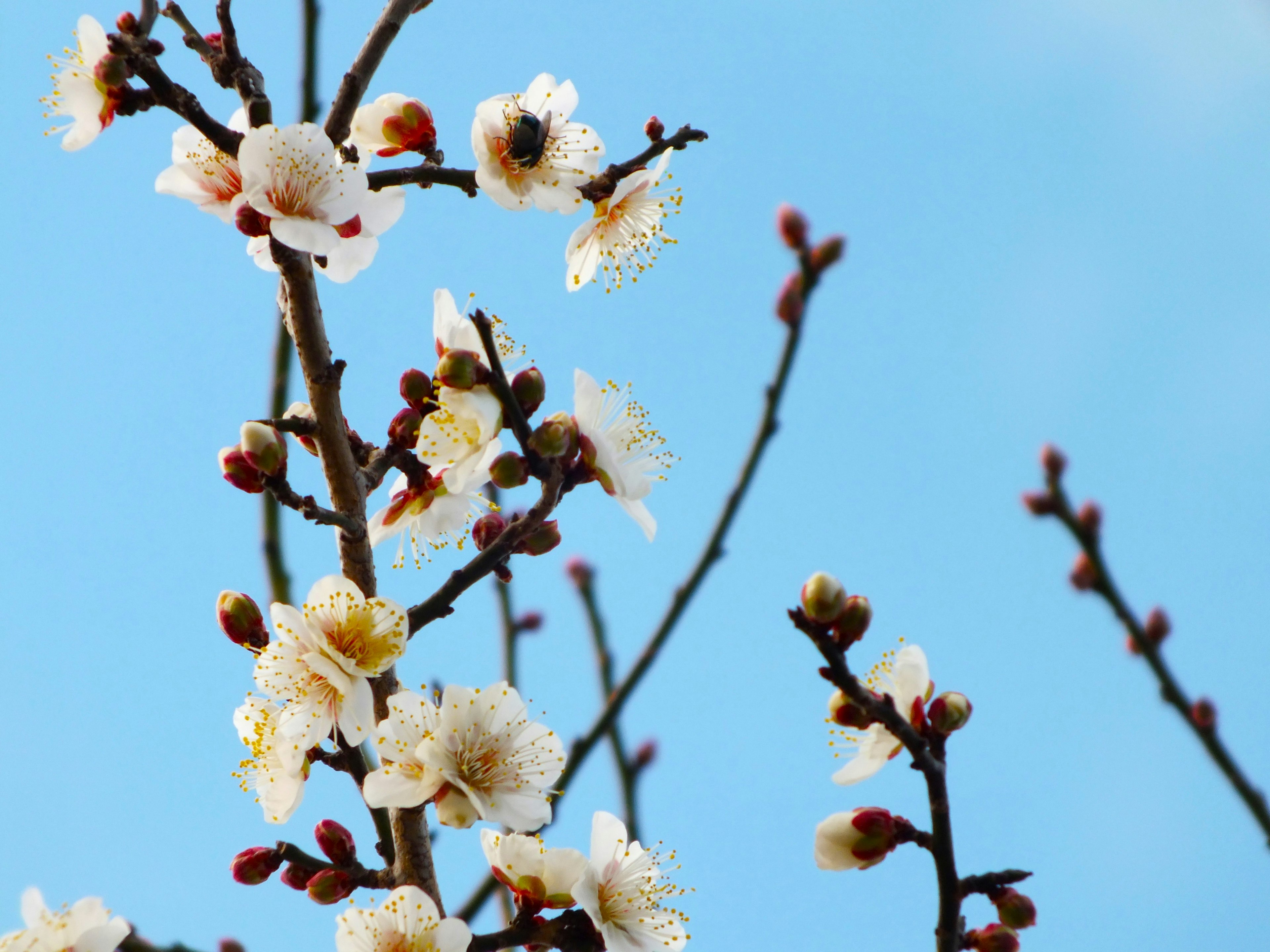 Branches with white flowers and buds against a blue sky