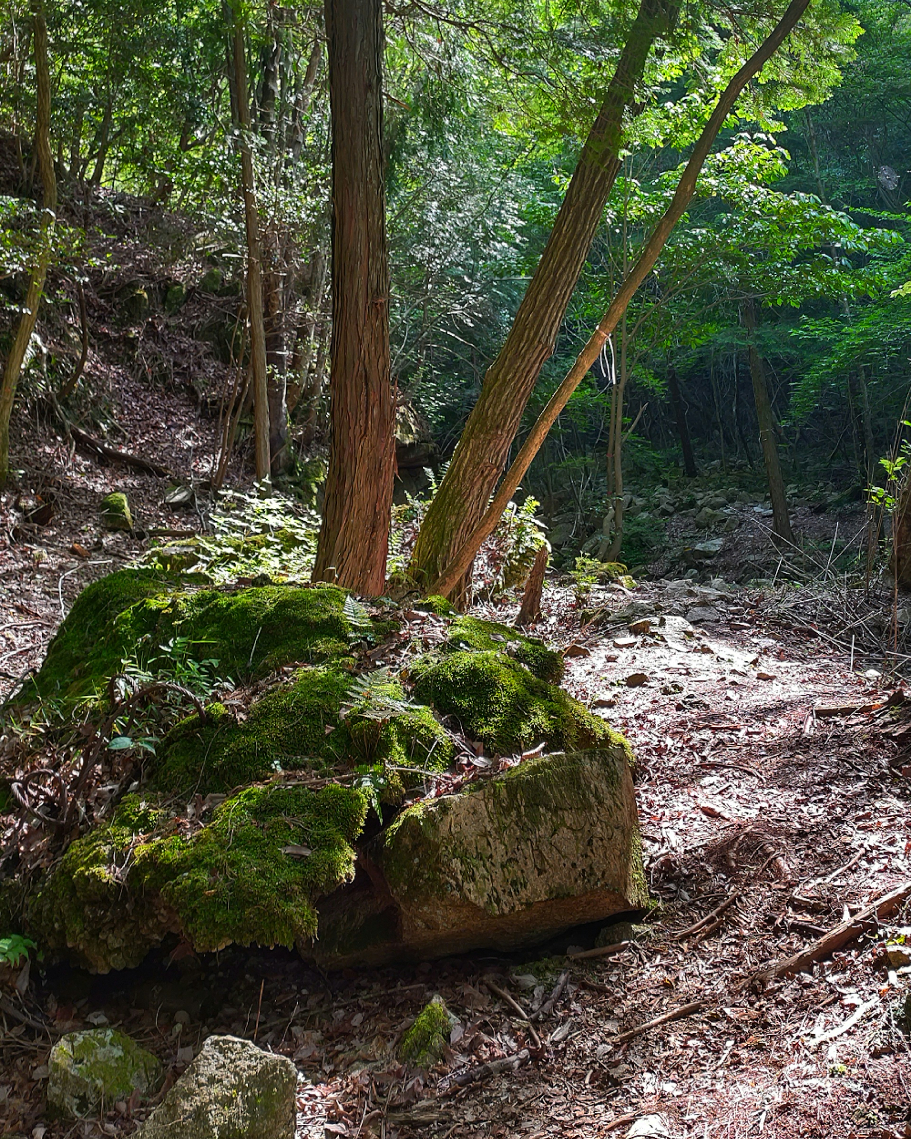 緑豊かな森の中に苔むした大きな岩と木々の風景