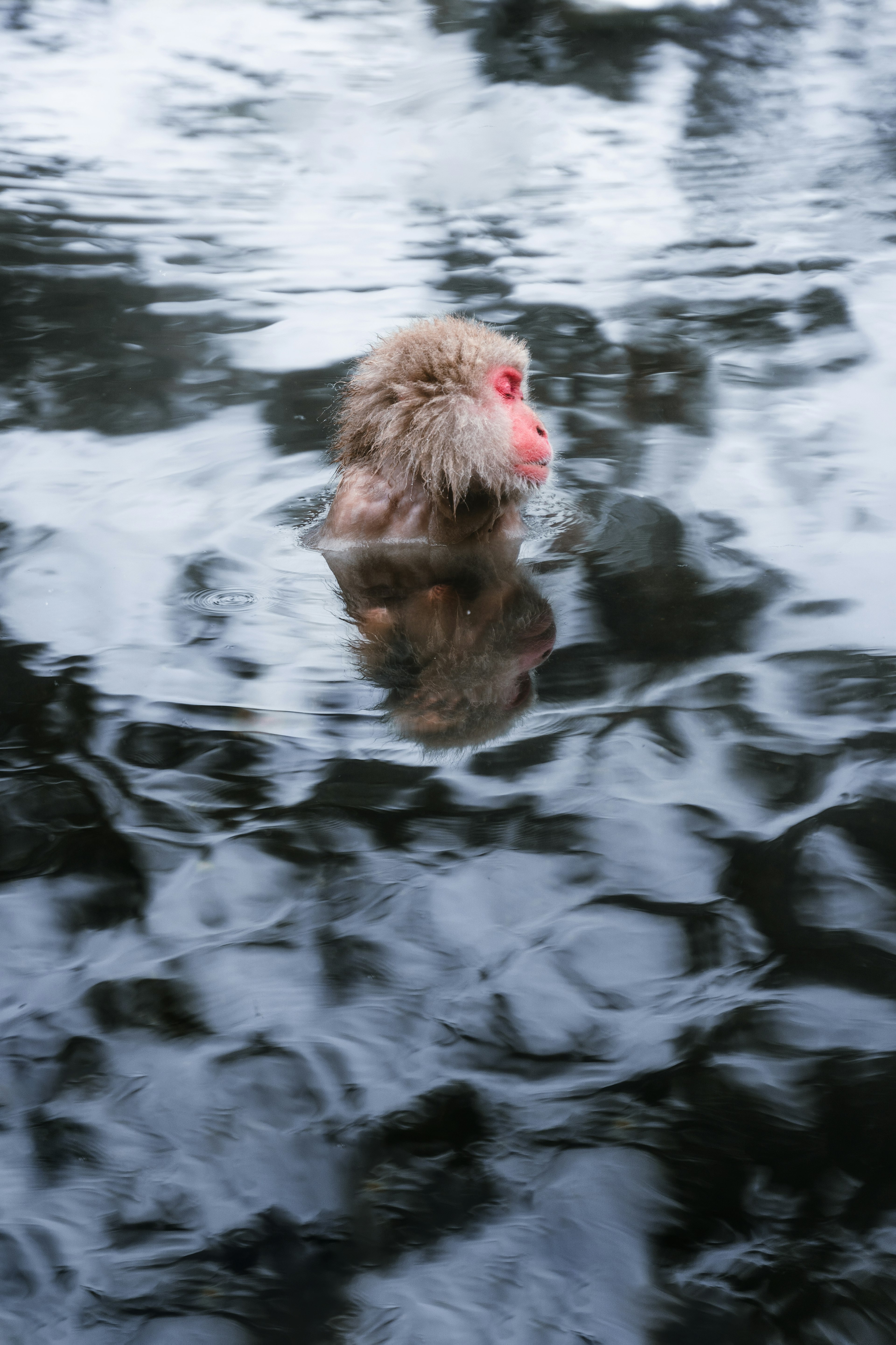 Monkey head floating in water with surrounding reflections