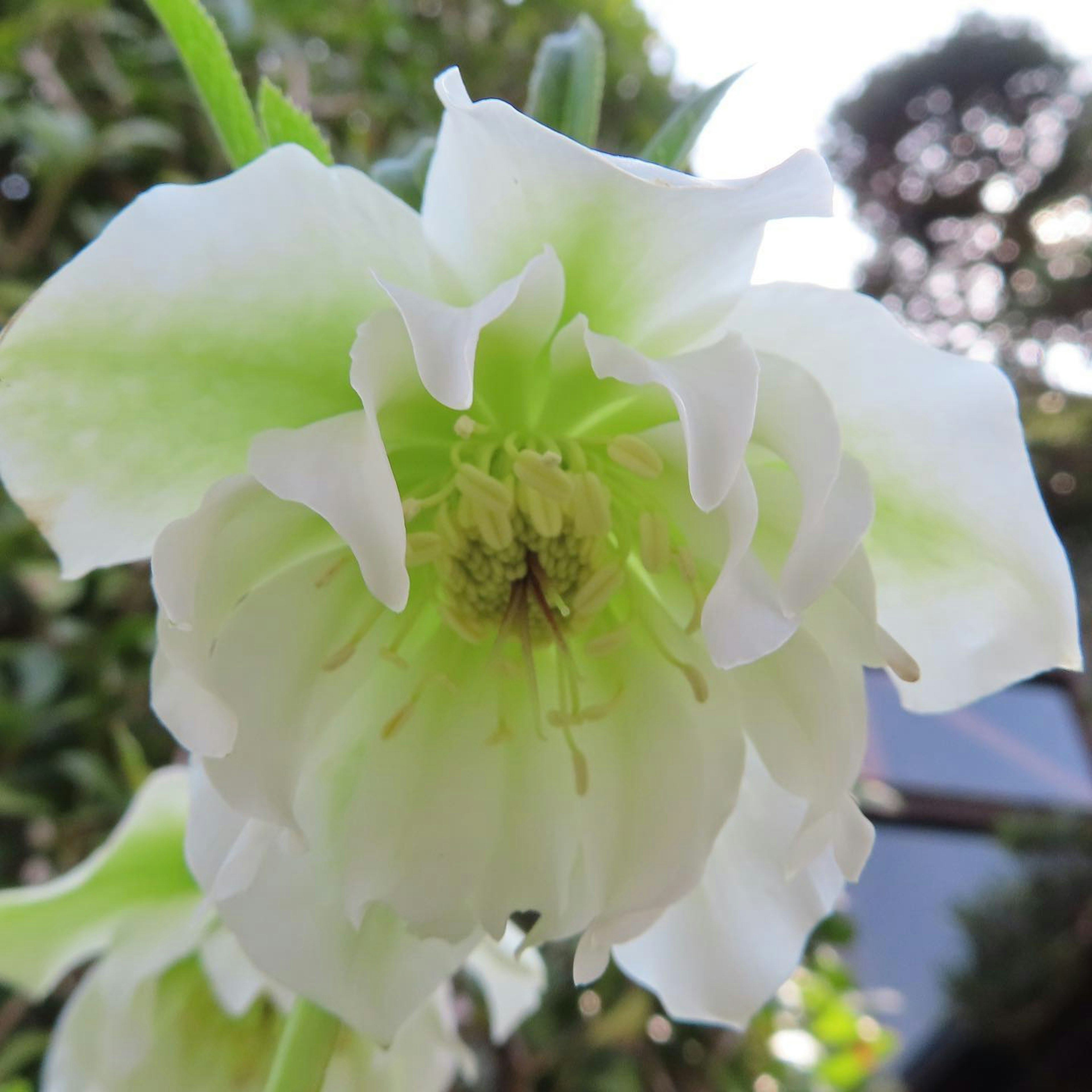 Primo piano di un fiore bianco verdastro con petali delicati e dettagli visibili al centro