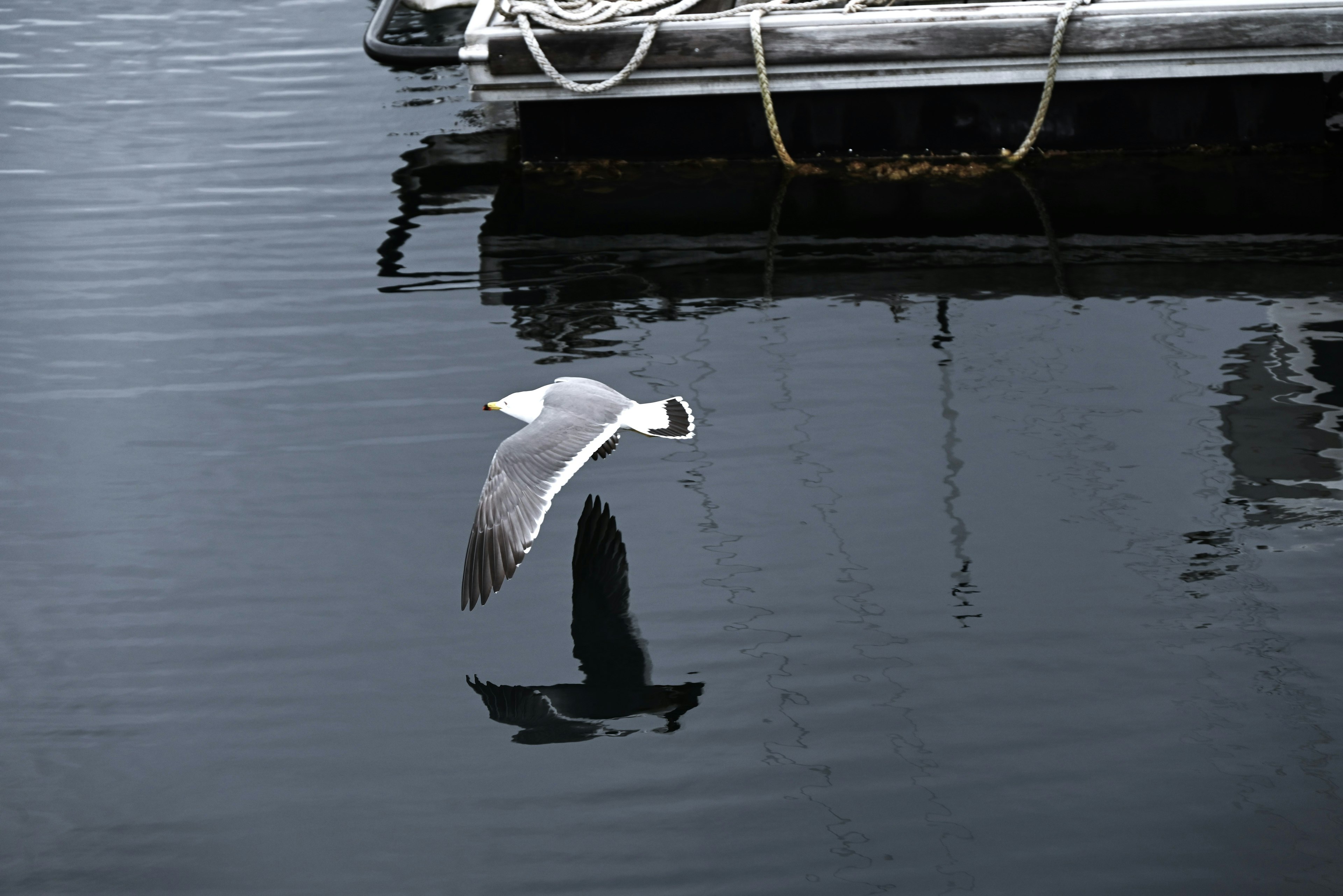 A white bird flying over water reflecting a calm harbor scene