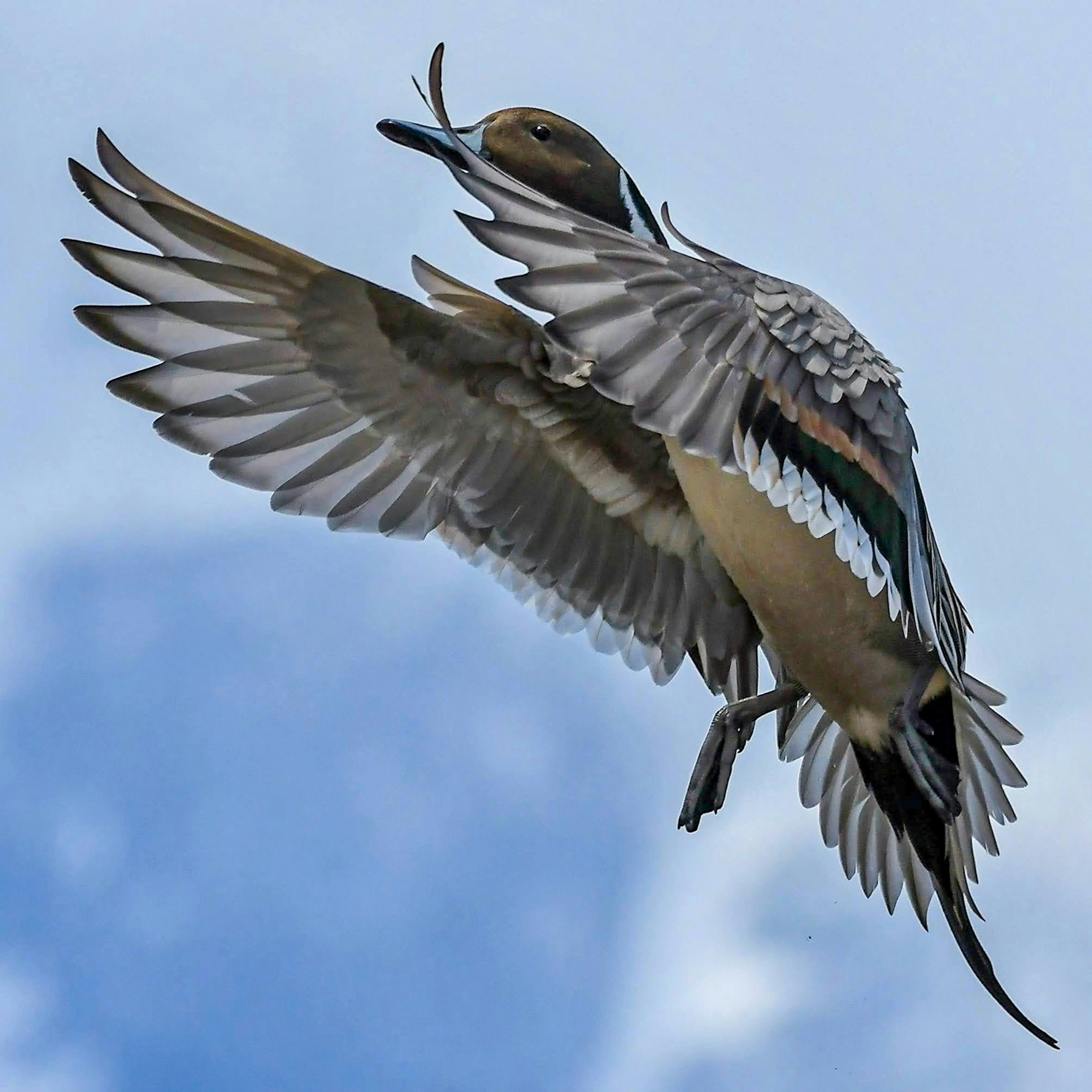 Ein Vogel im Flug mit weit ausgebreiteten Flügeln