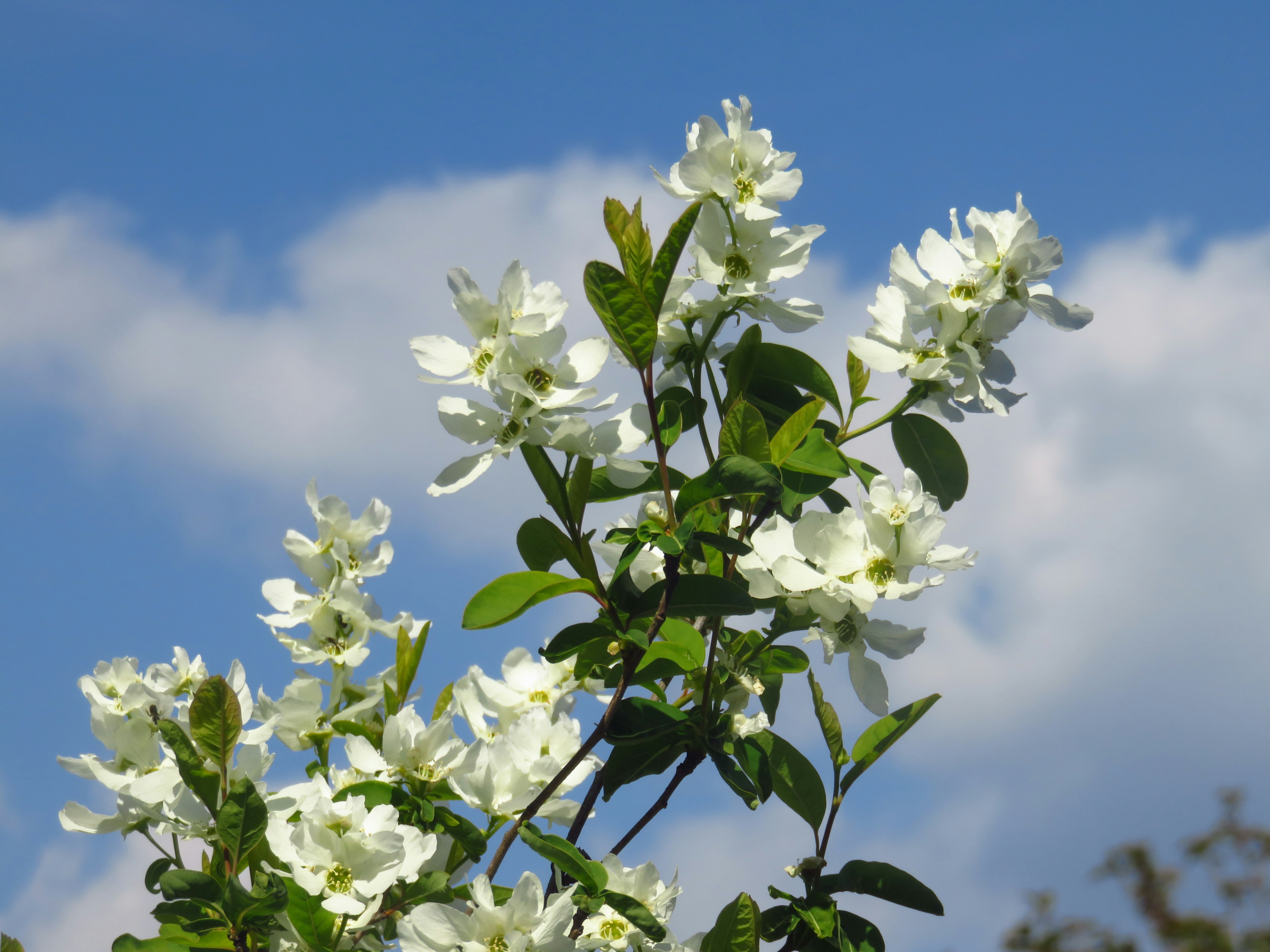 Primo piano di una pianta con fiori bianchi e foglie verdi su sfondo di cielo azzurro