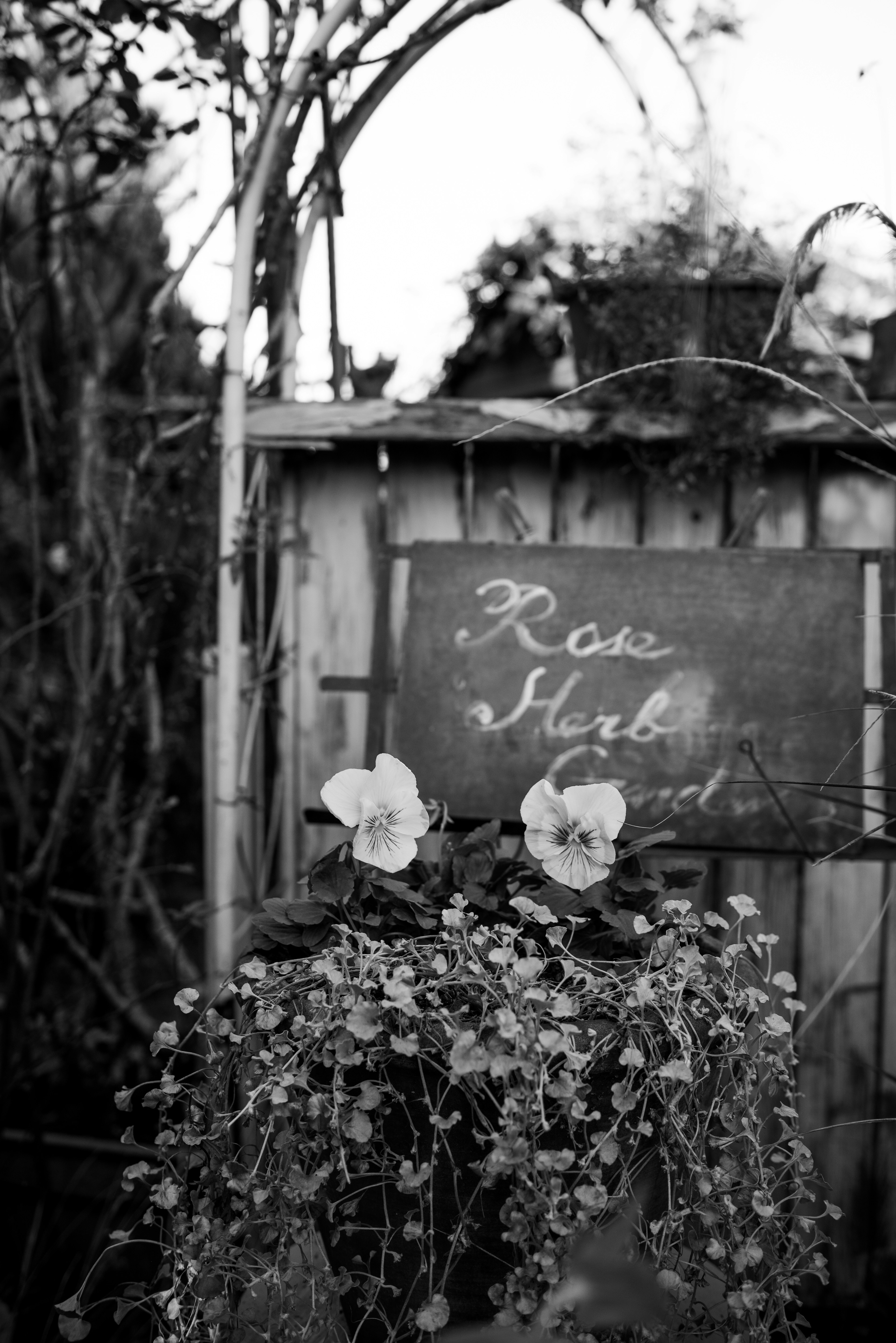 Schwarzweißbild mit Blumen und einem Schild