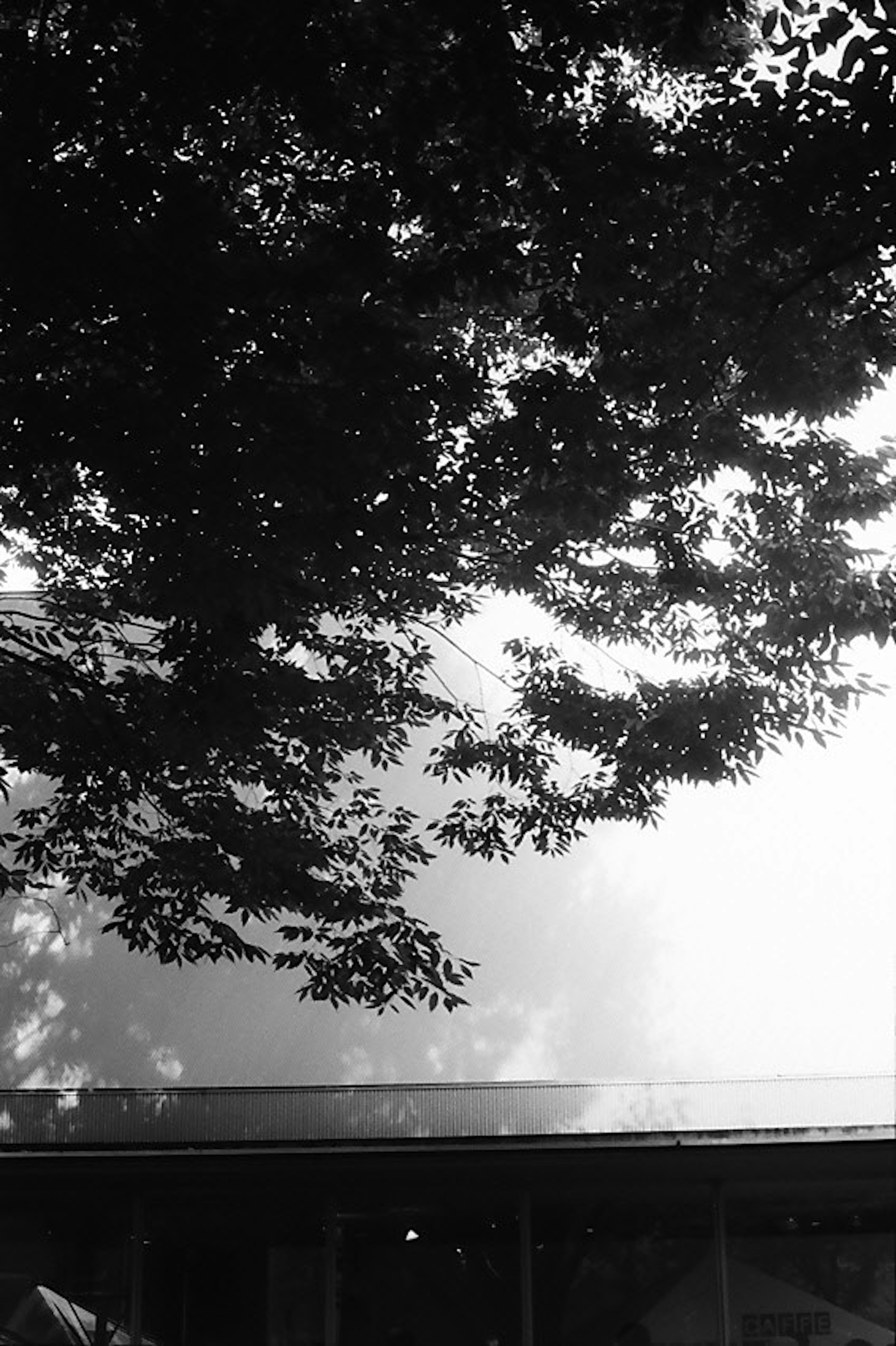 Schwarzweißbild mit Baum Schatten auf einer reflektierenden Oberfläche