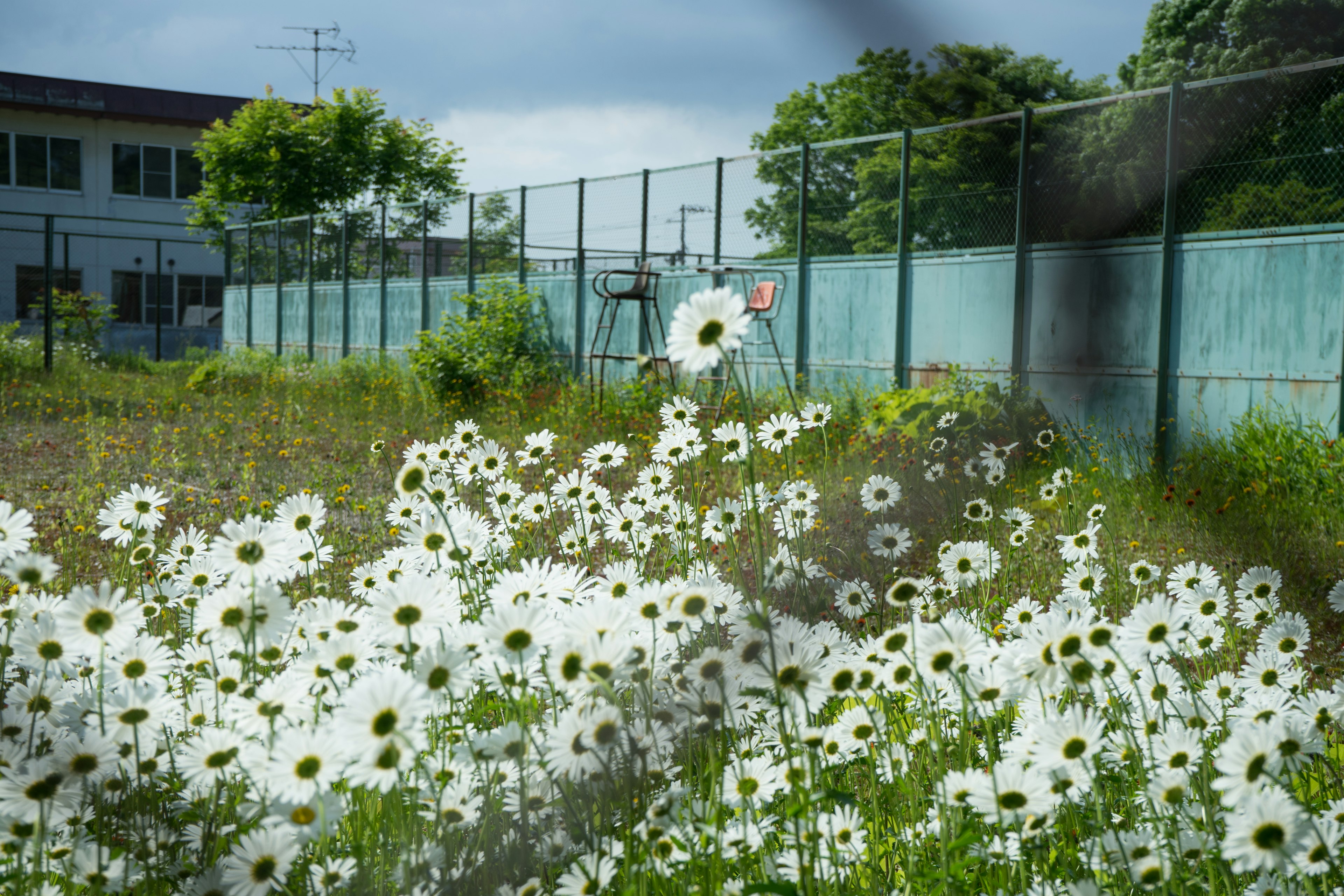 Field of white flowers with a fence and a building in the background