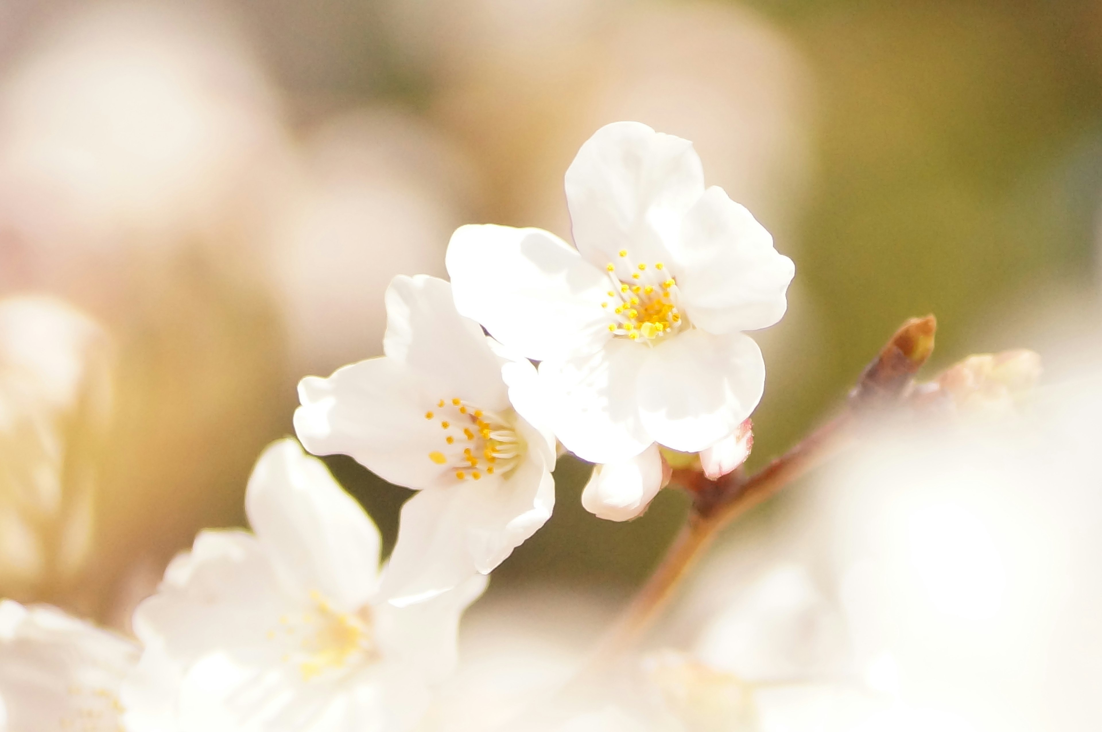 Fiori di ciliegio con petali bianchi su uno sfondo morbido