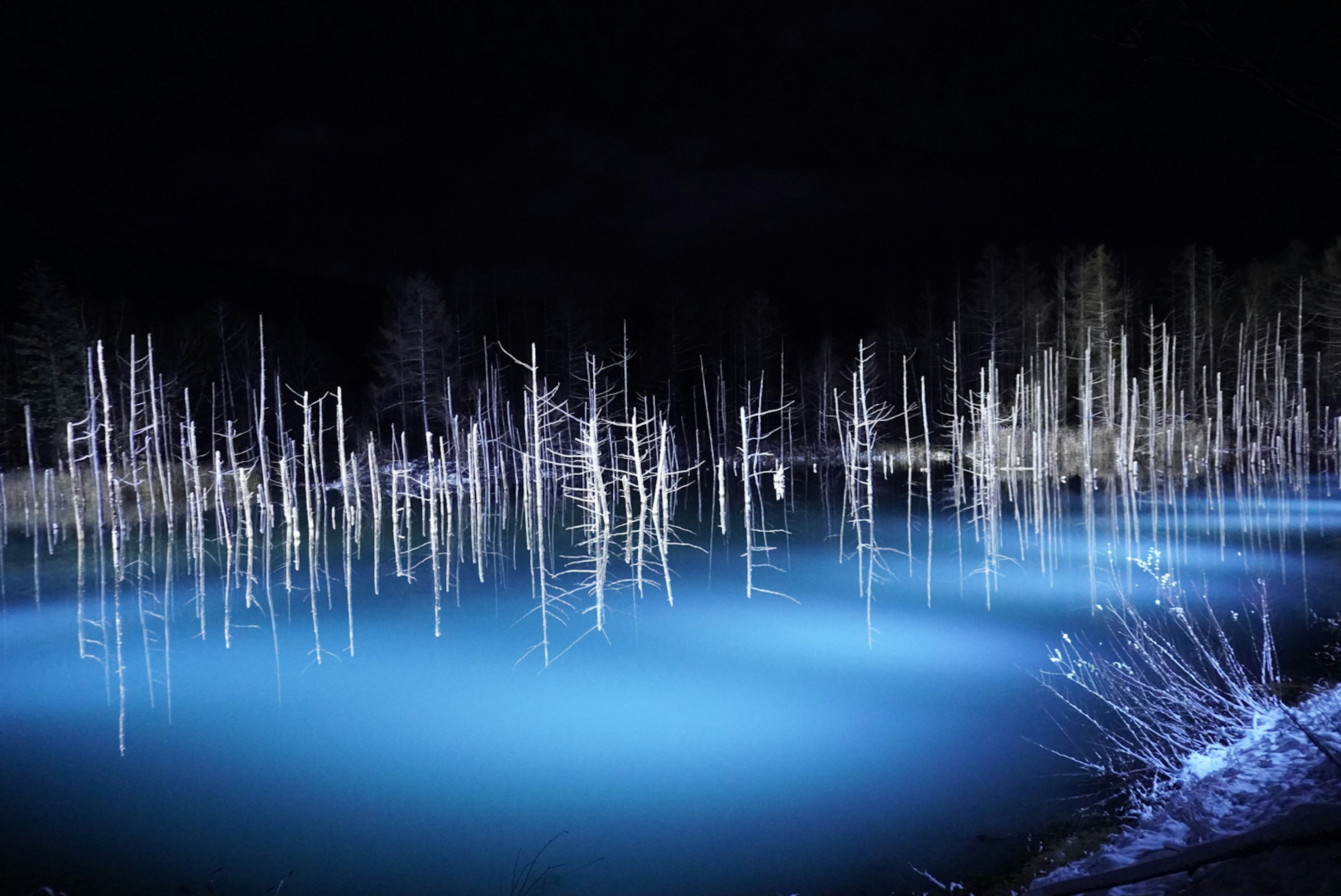 Eerie silhouettes of white trees reflected in blue water at night