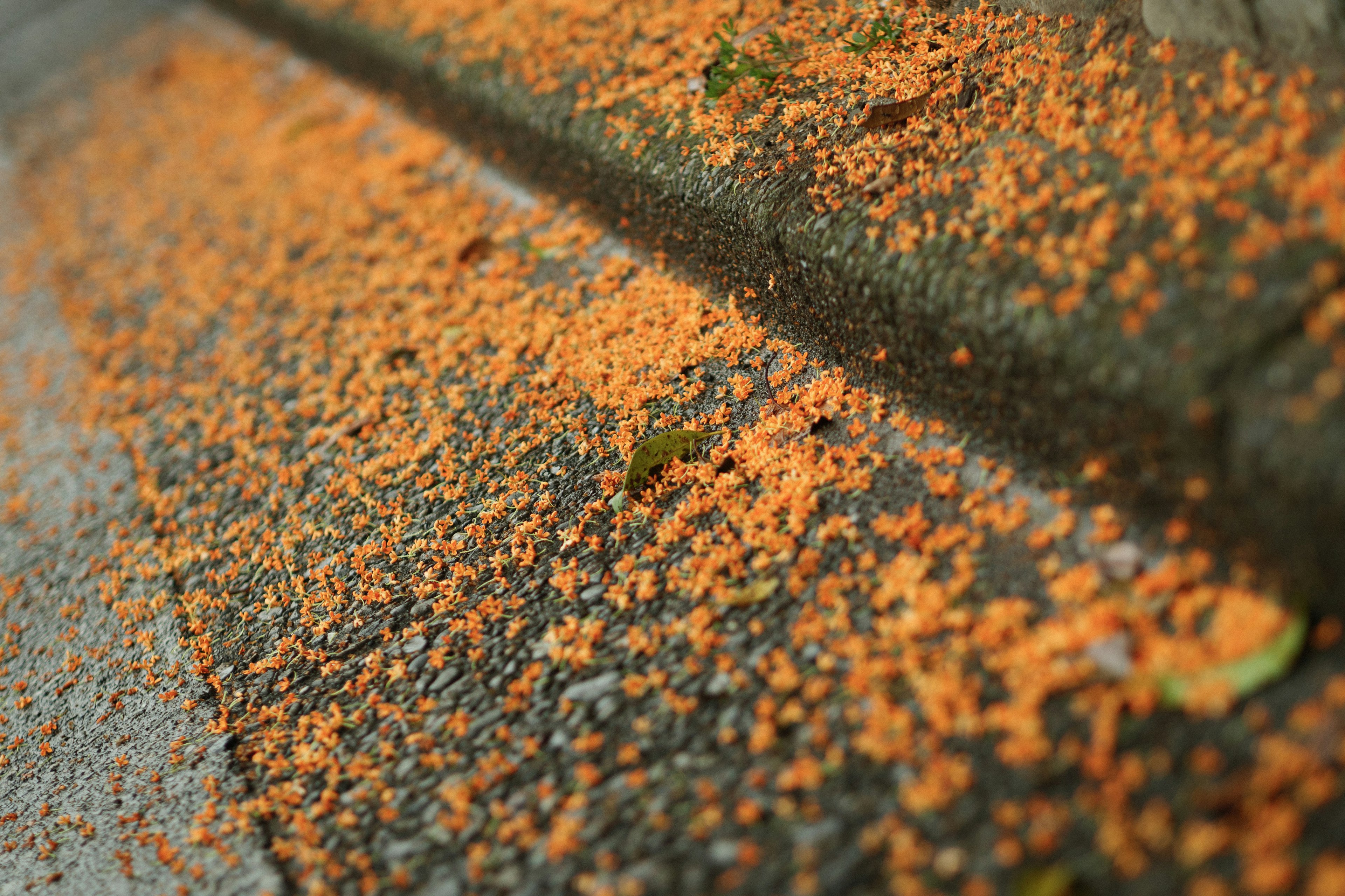 Pétales de fleurs orange éparpillés sur une surface pavée