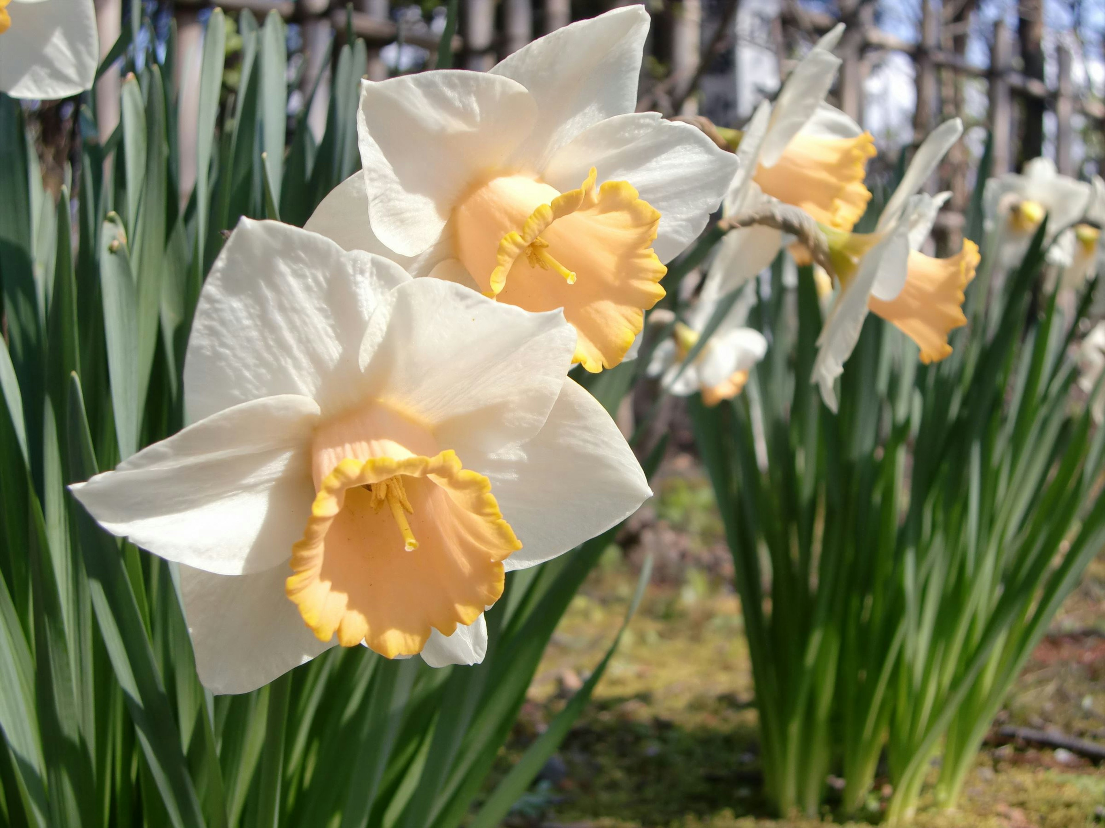 Un grupo de flores de narcisos blancos con centros amarillos