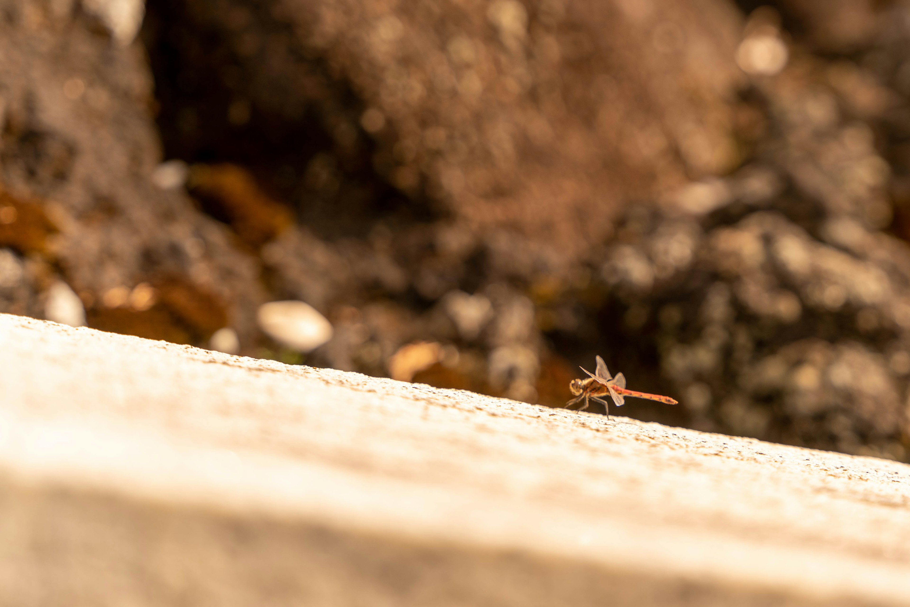 A small lizard walking on a rock surface