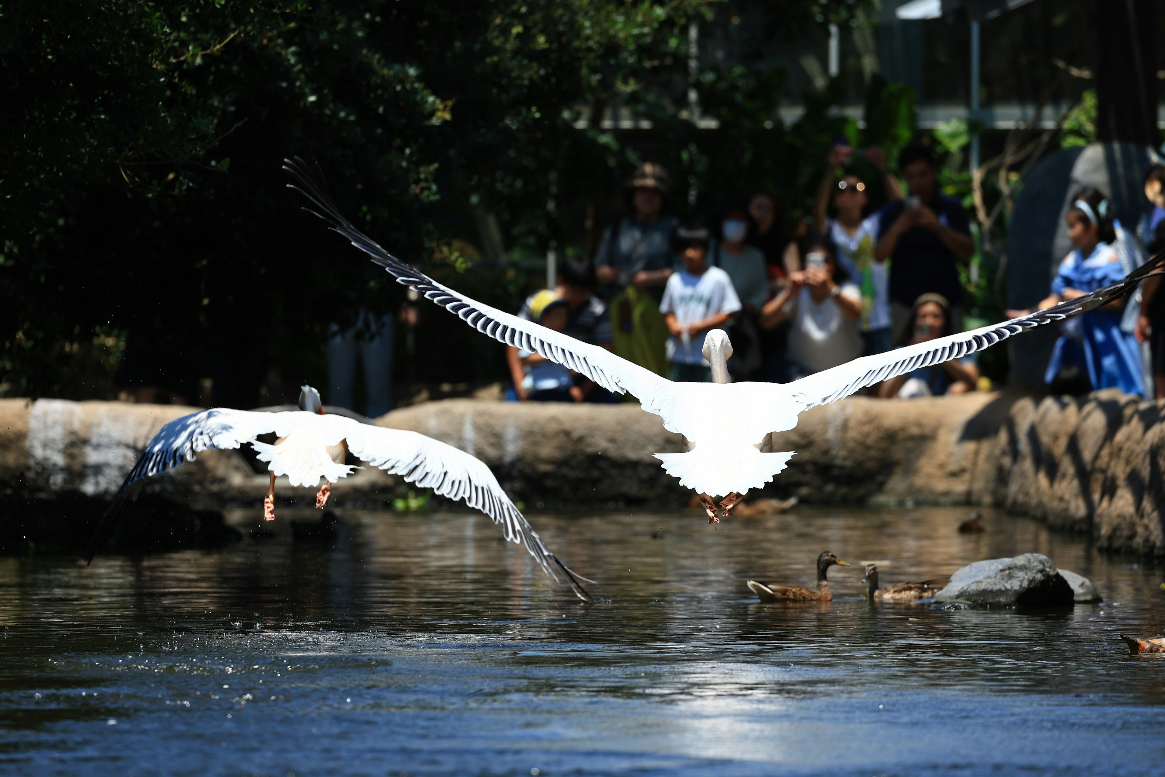 Dua burung putih terbang di atas air dengan kerumunan di latar belakang