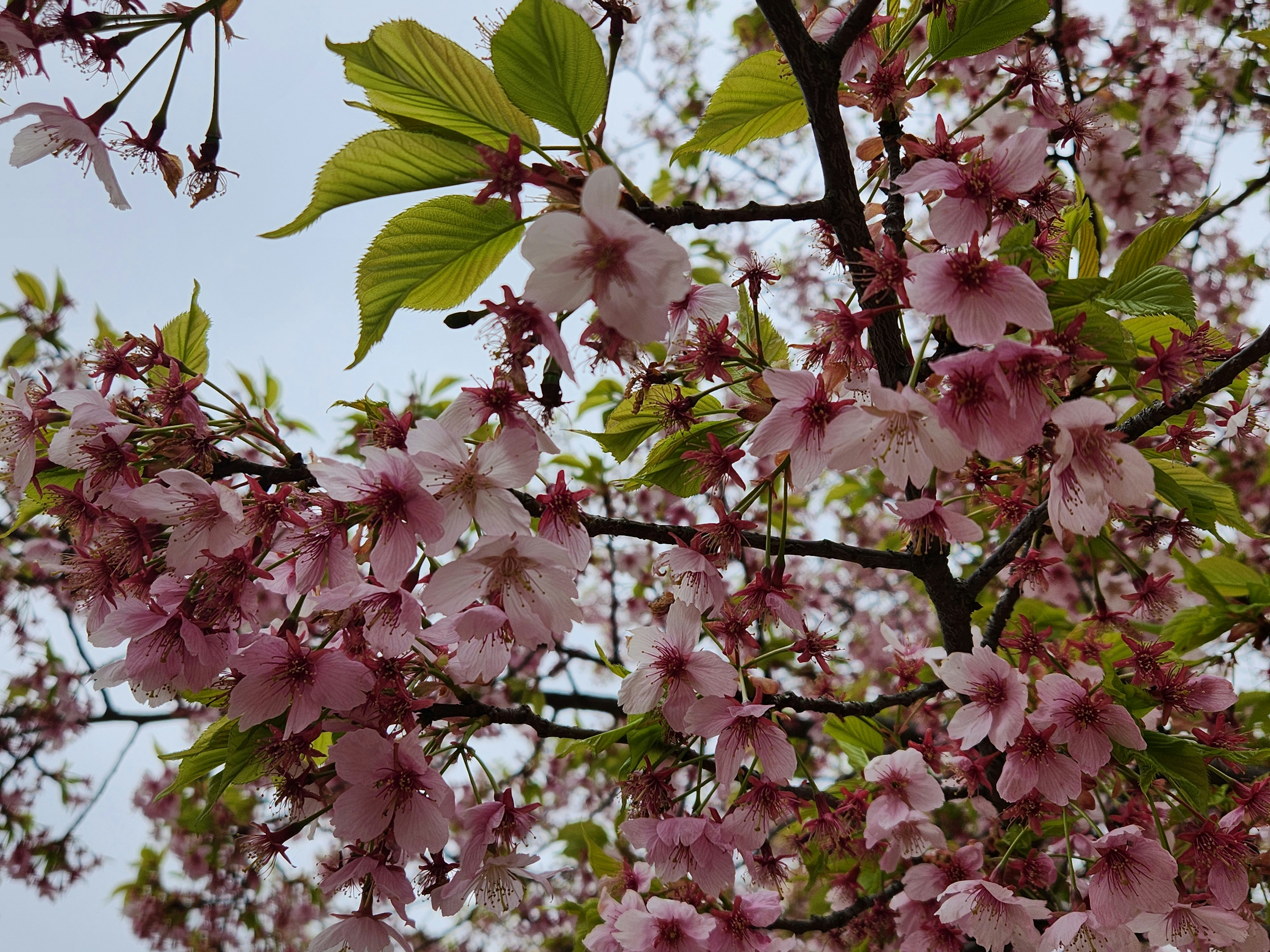 Primo piano di rami di ciliegio con fiori rosa