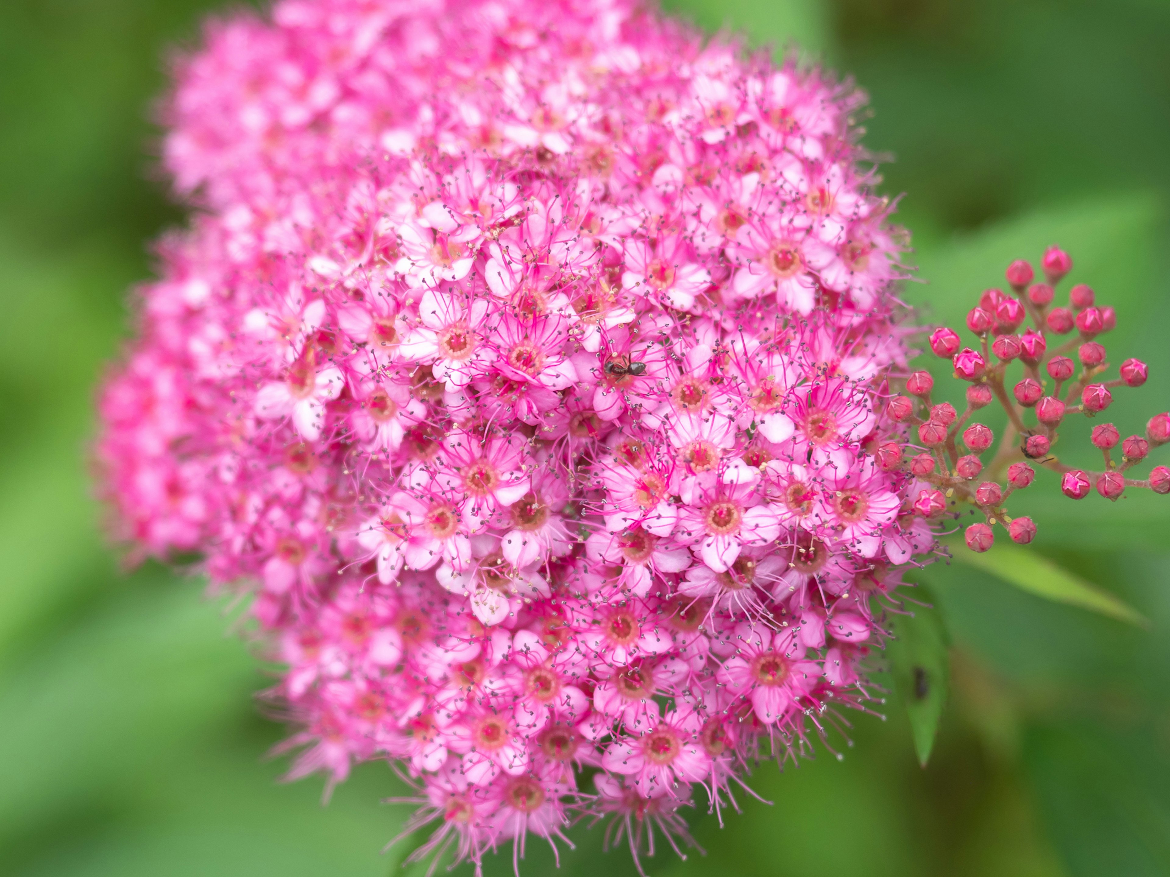 A cluster of vibrant pink flowers with green leaves in the background