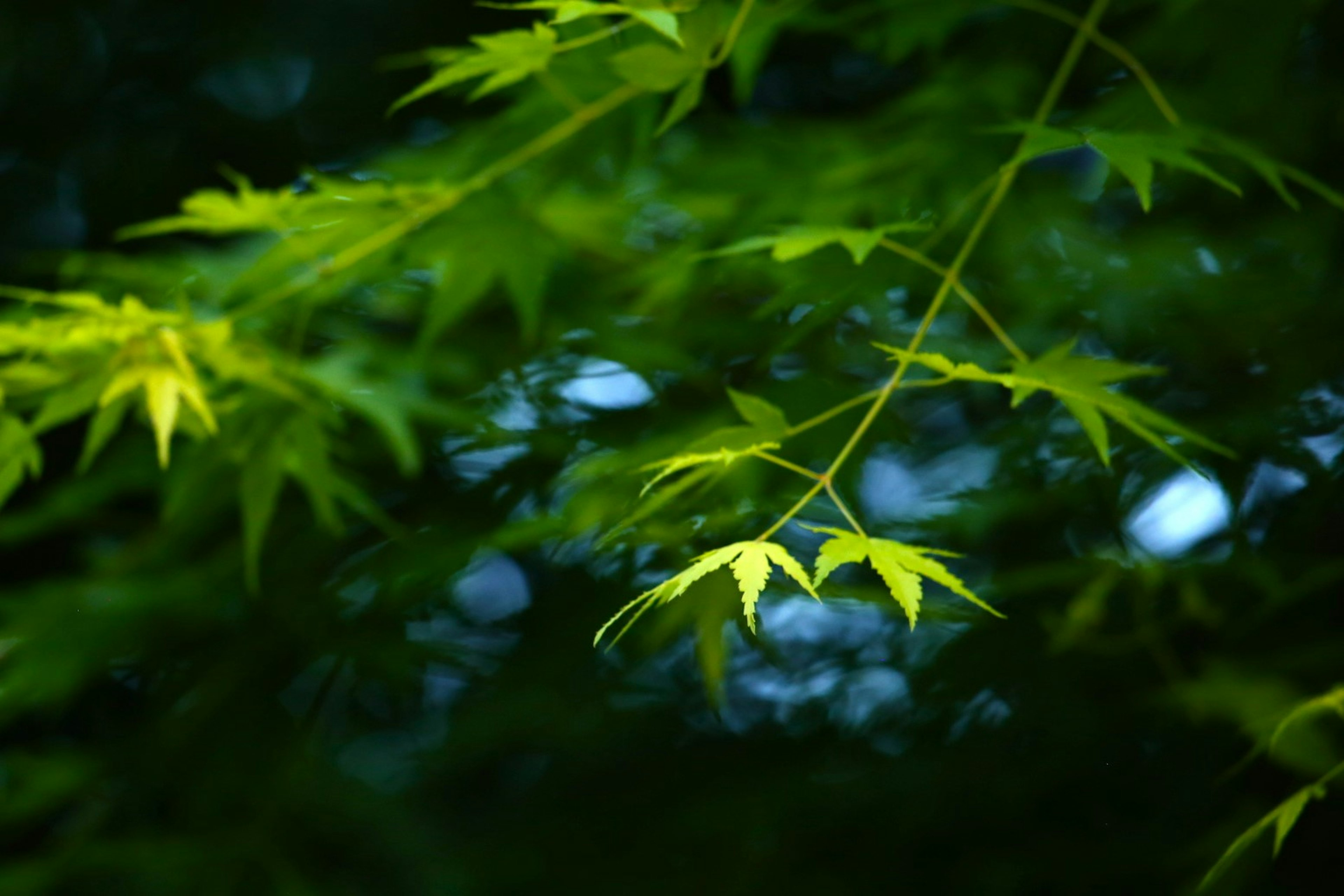 Daun hijau dengan latar belakang kabur dari maple Jepang