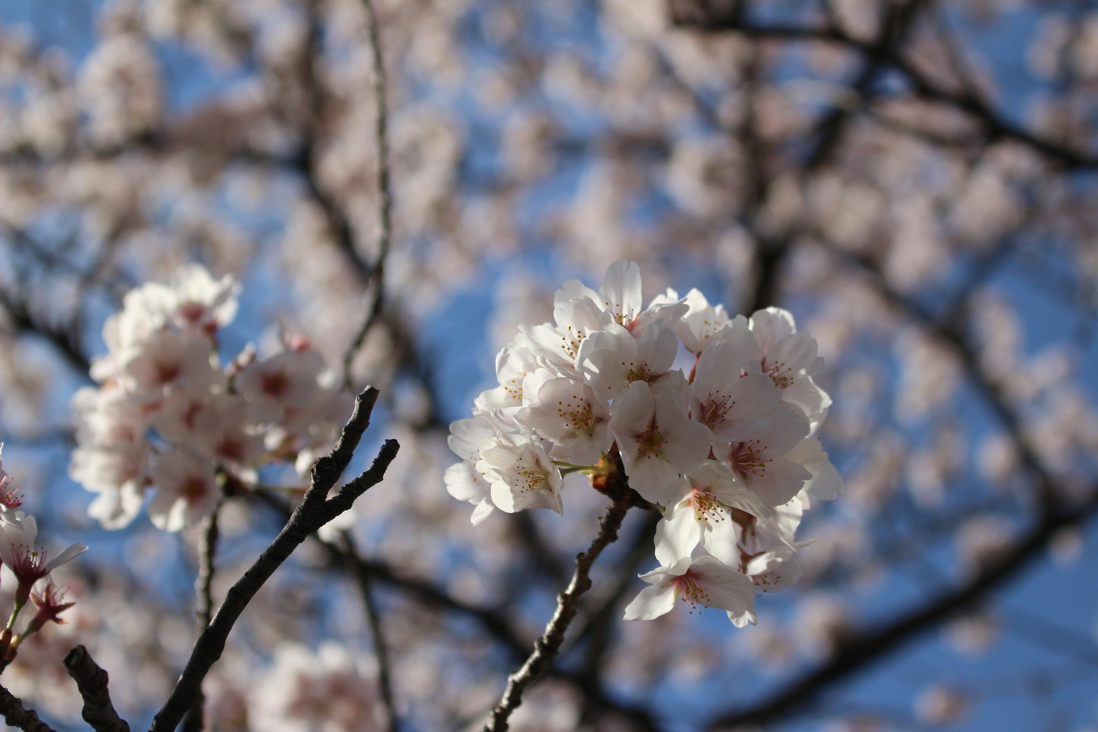 Nahaufnahme von Kirschblüten an Baumzweigen vor einem blauen Himmel