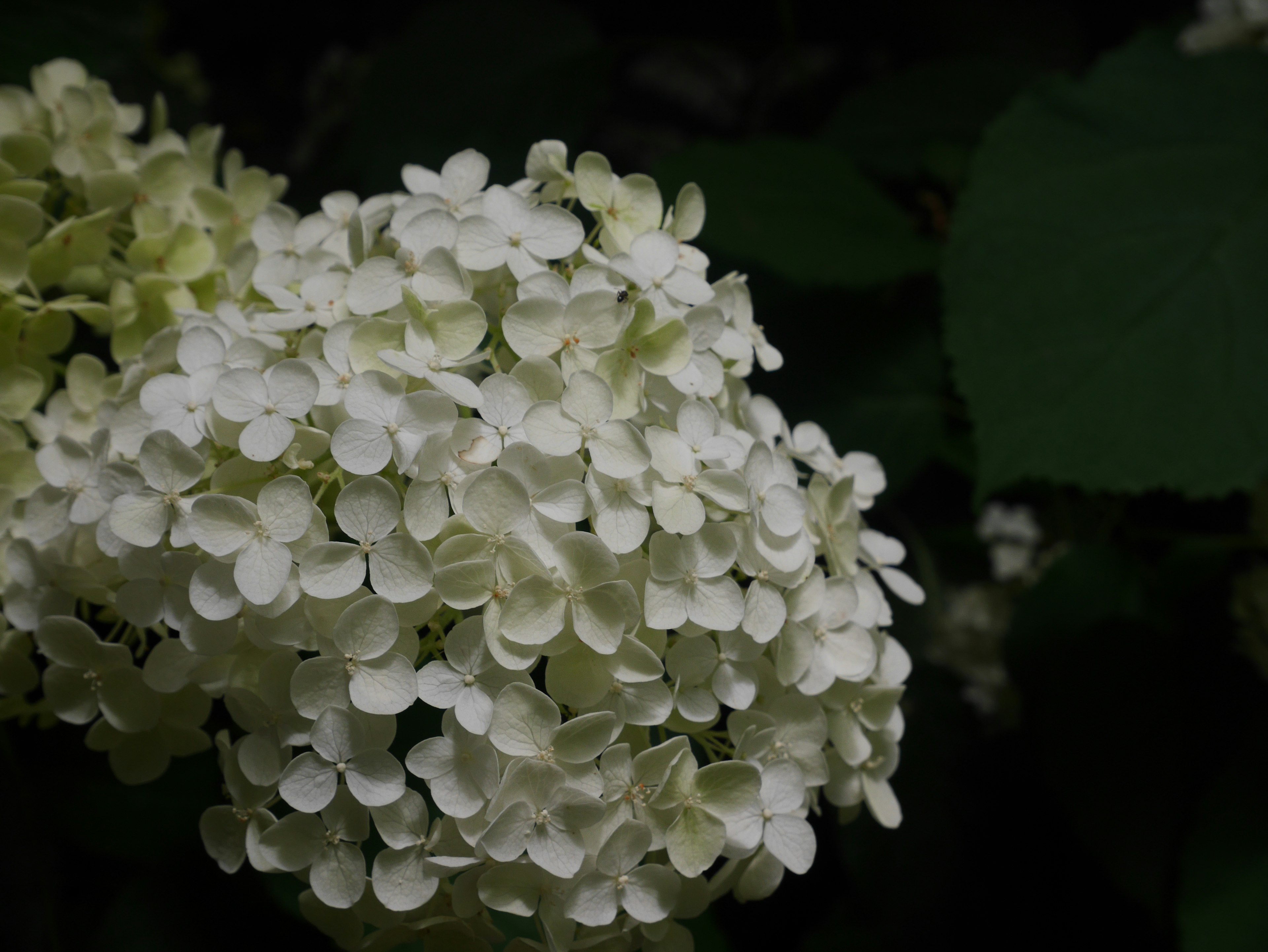 Cluster of white flowers against a green leaf background