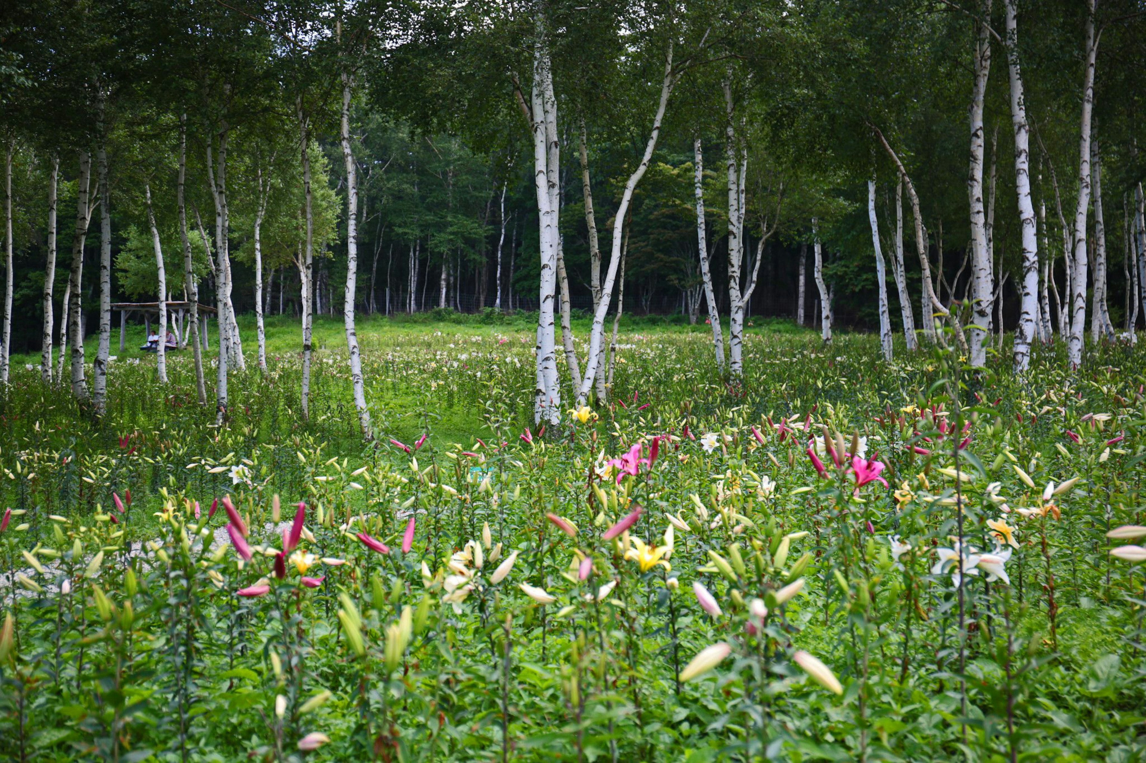 Eine Wiese umgeben von Birken mit bunten blühenden Blumen