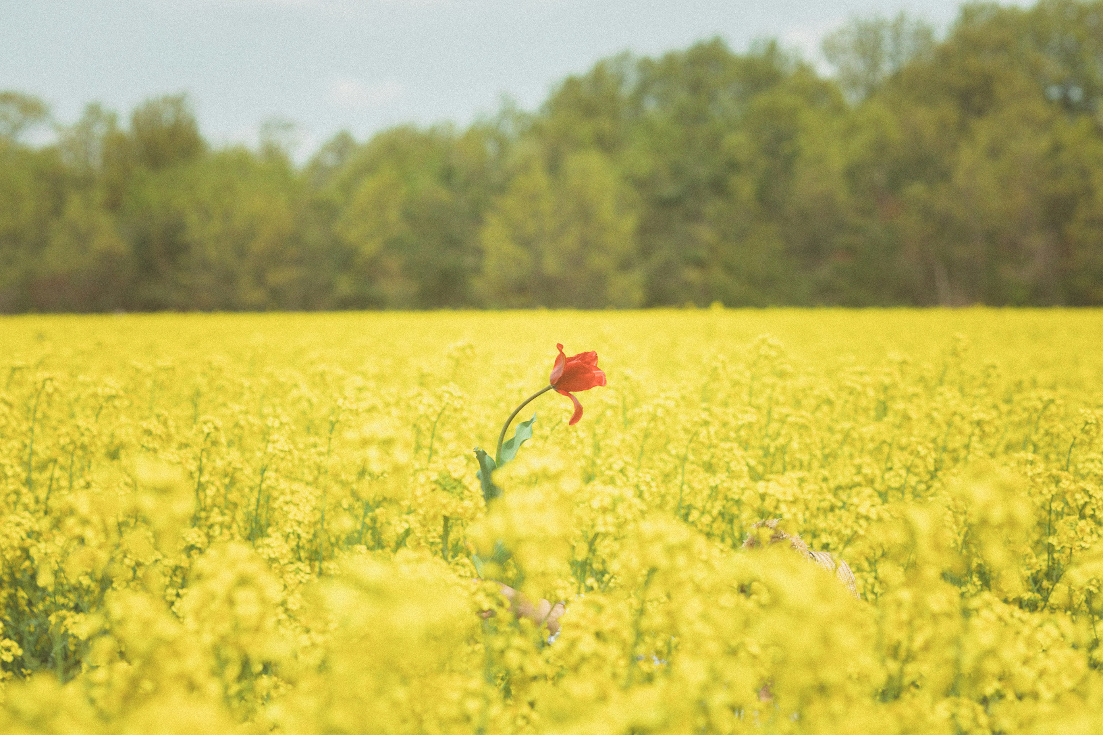 Una sola flor roja destaca en un vasto campo de flores amarillas