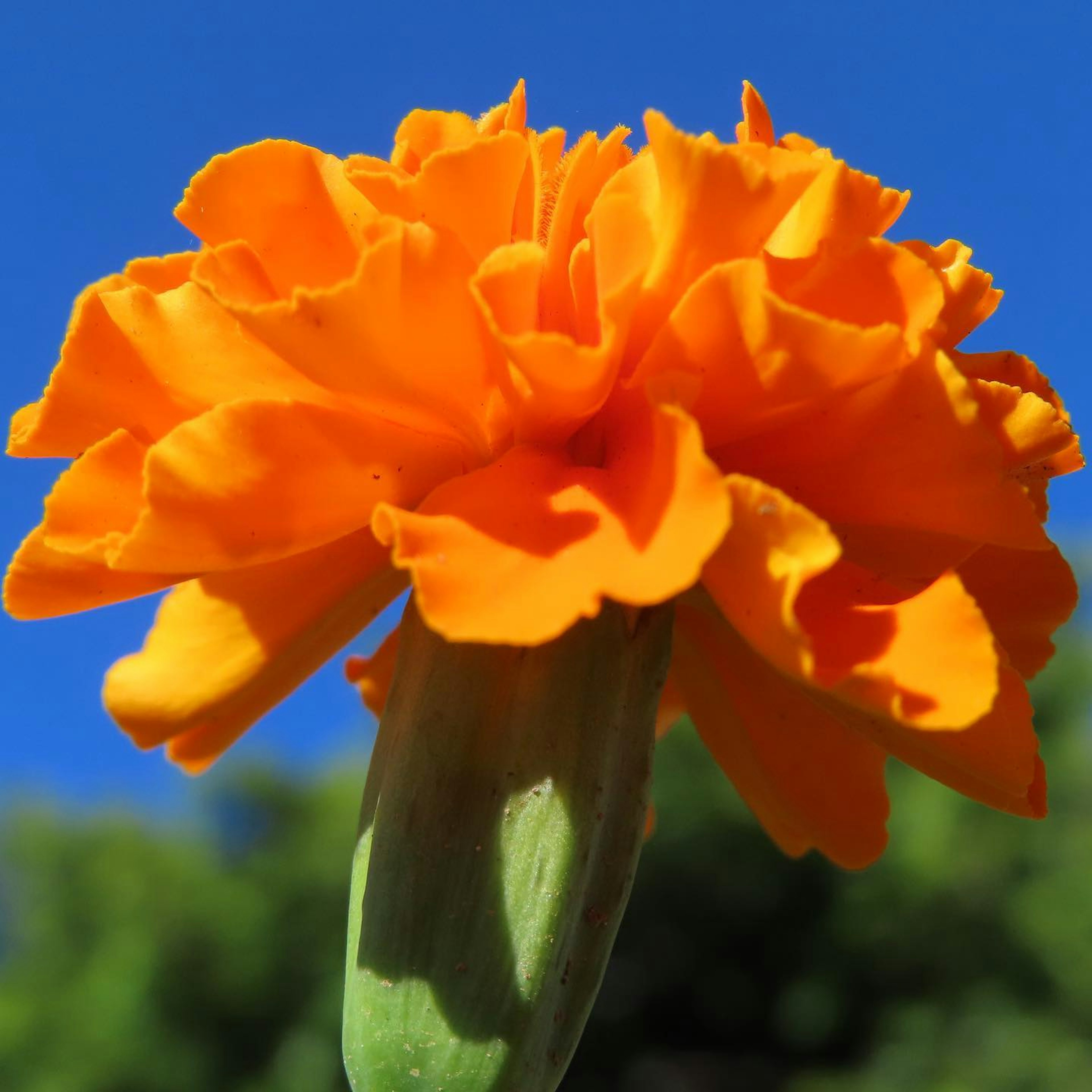 Vibrant orange marigold flower blooming under a clear blue sky