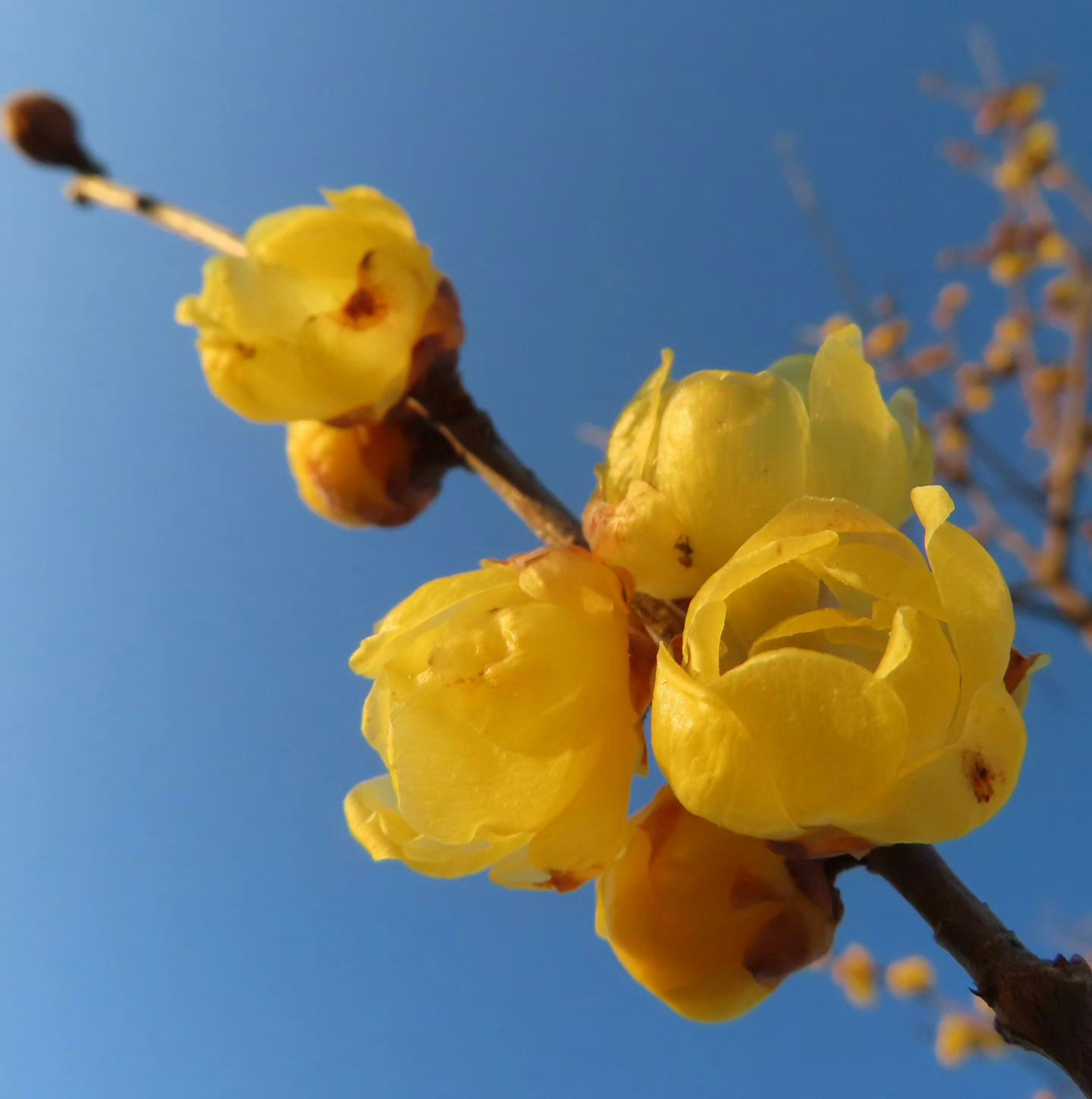 Close-up of yellow plum blossoms against a blue sky