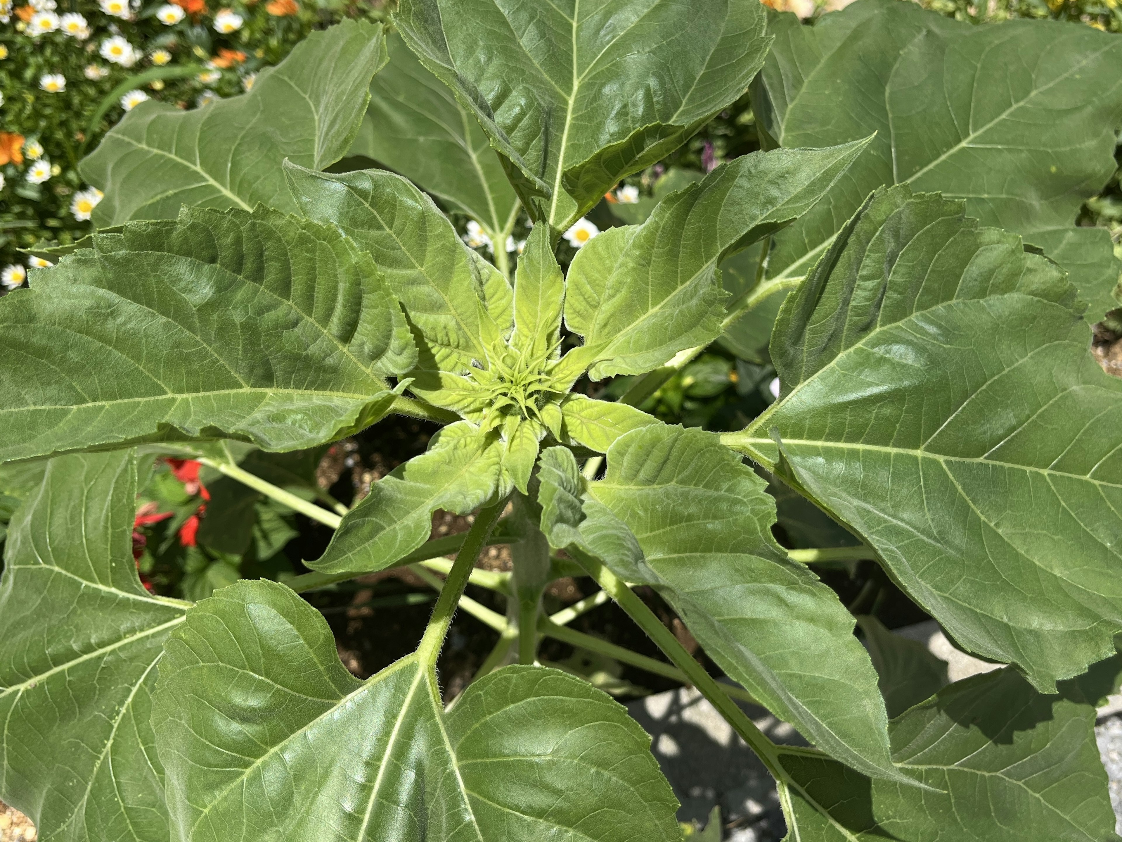 Vue du dessus d'une plante verte luxuriante avec de grandes feuilles et un nouveau bourgeon au centre