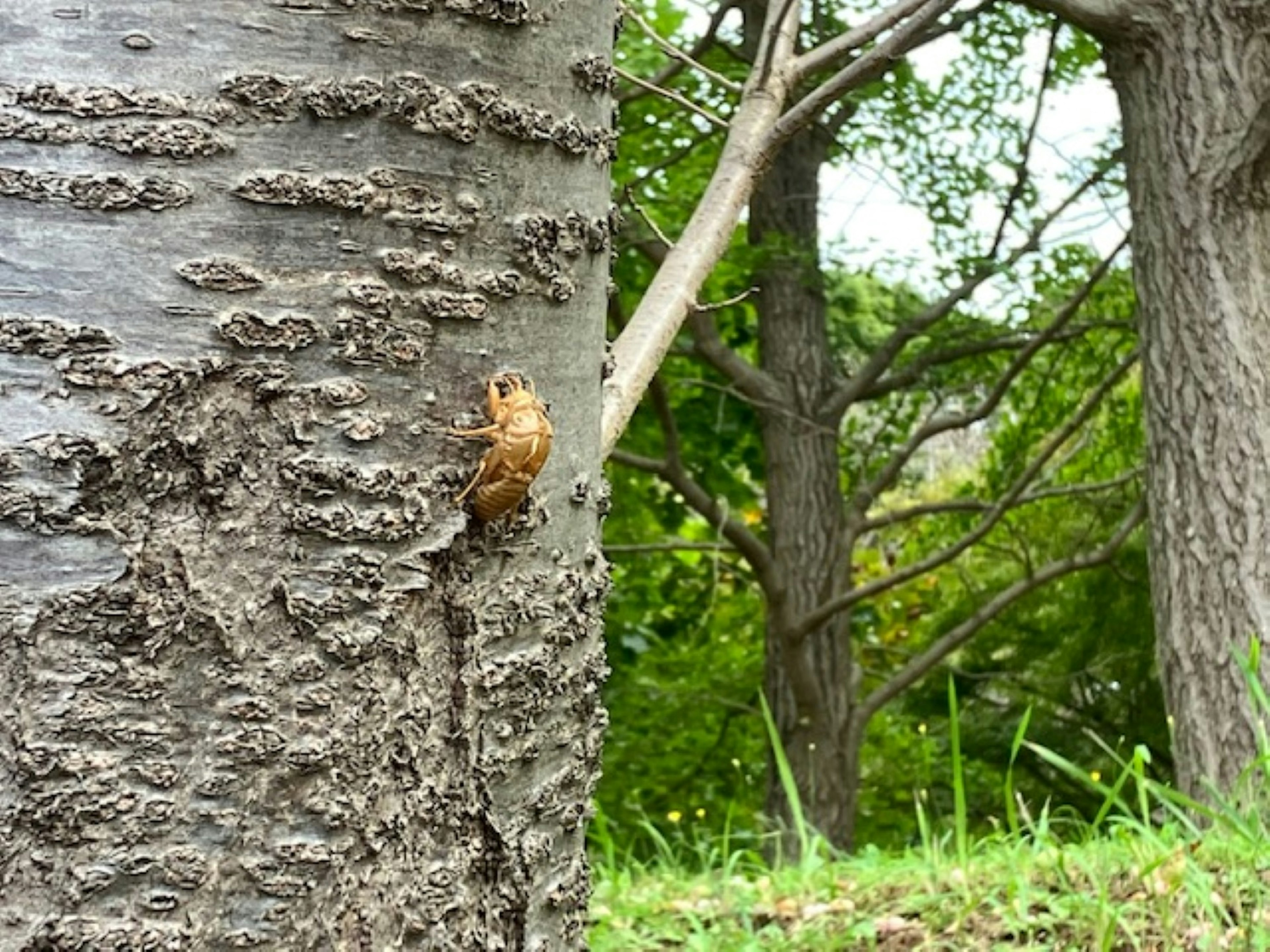 Cigarra posada en la corteza de un árbol con follaje verde al fondo