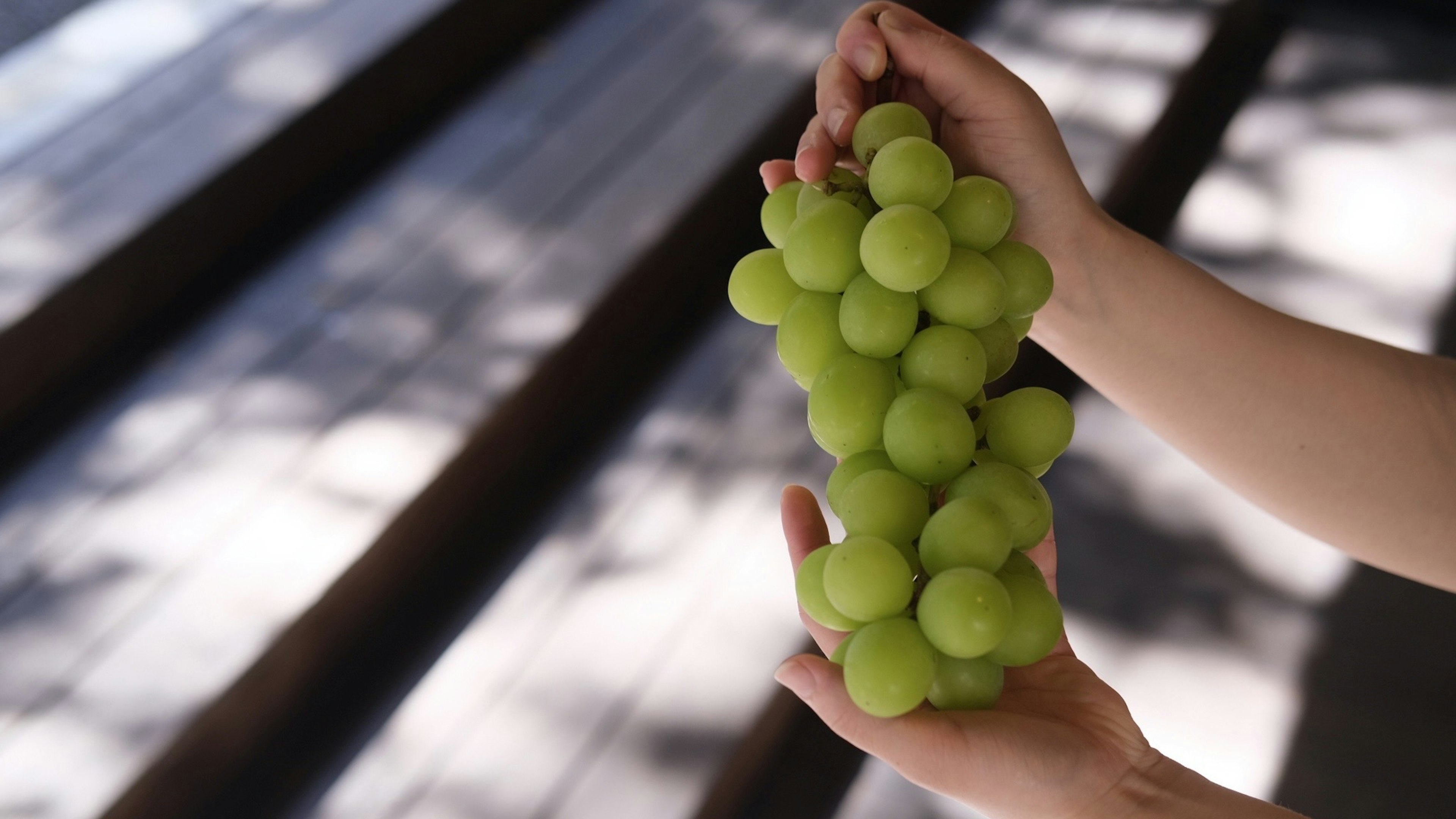 Mani che tengono un grappolo di uva verde fresca