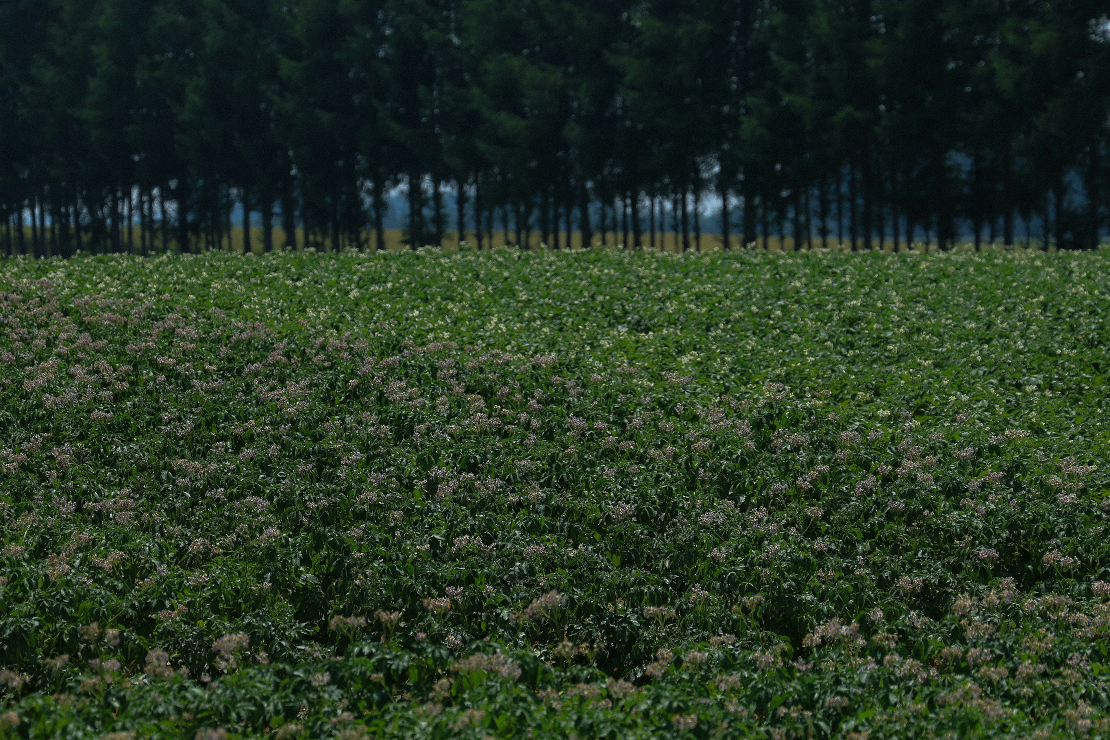 緑の草原と背後の木々が広がる風景