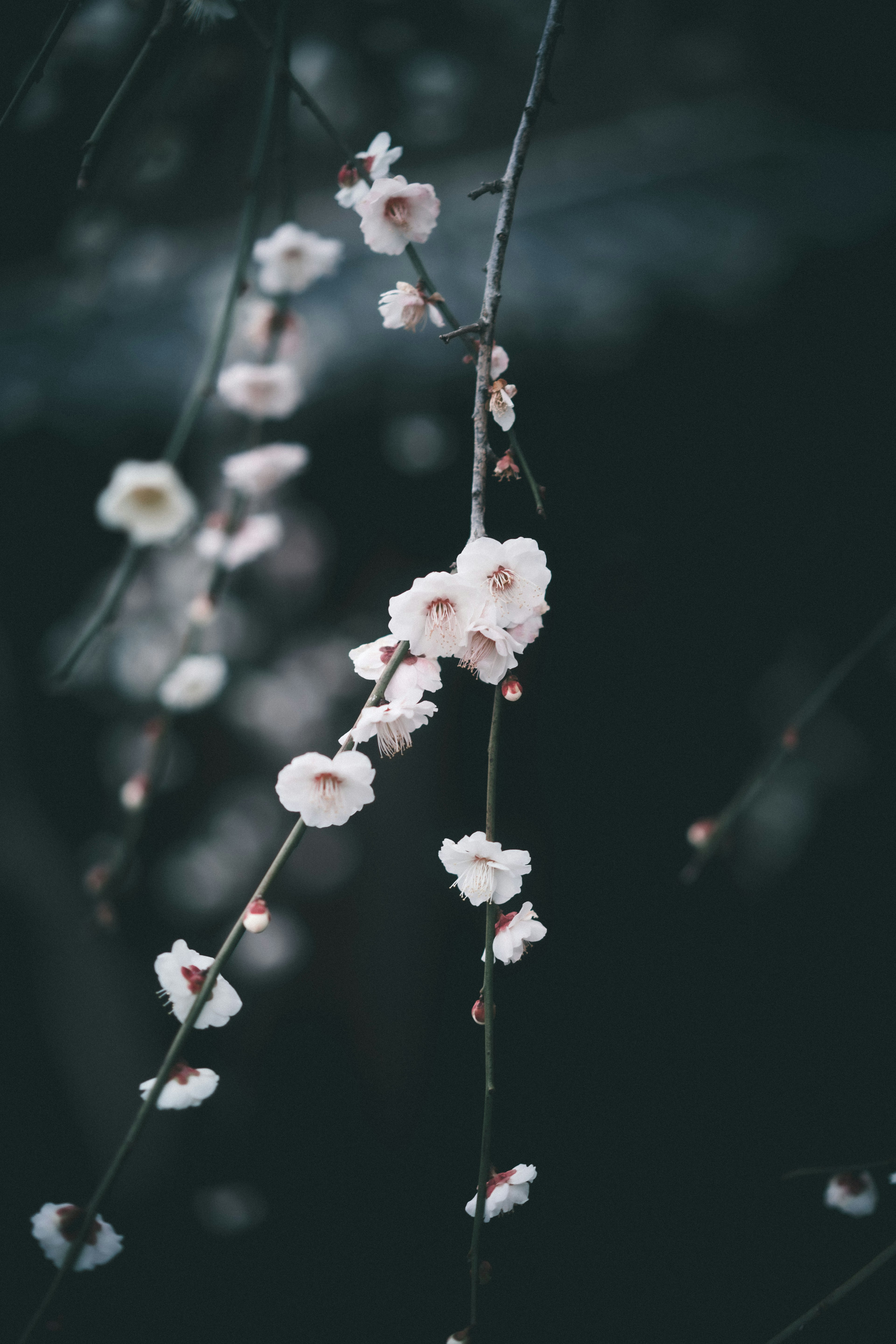 Branches of white flowers against a dark background