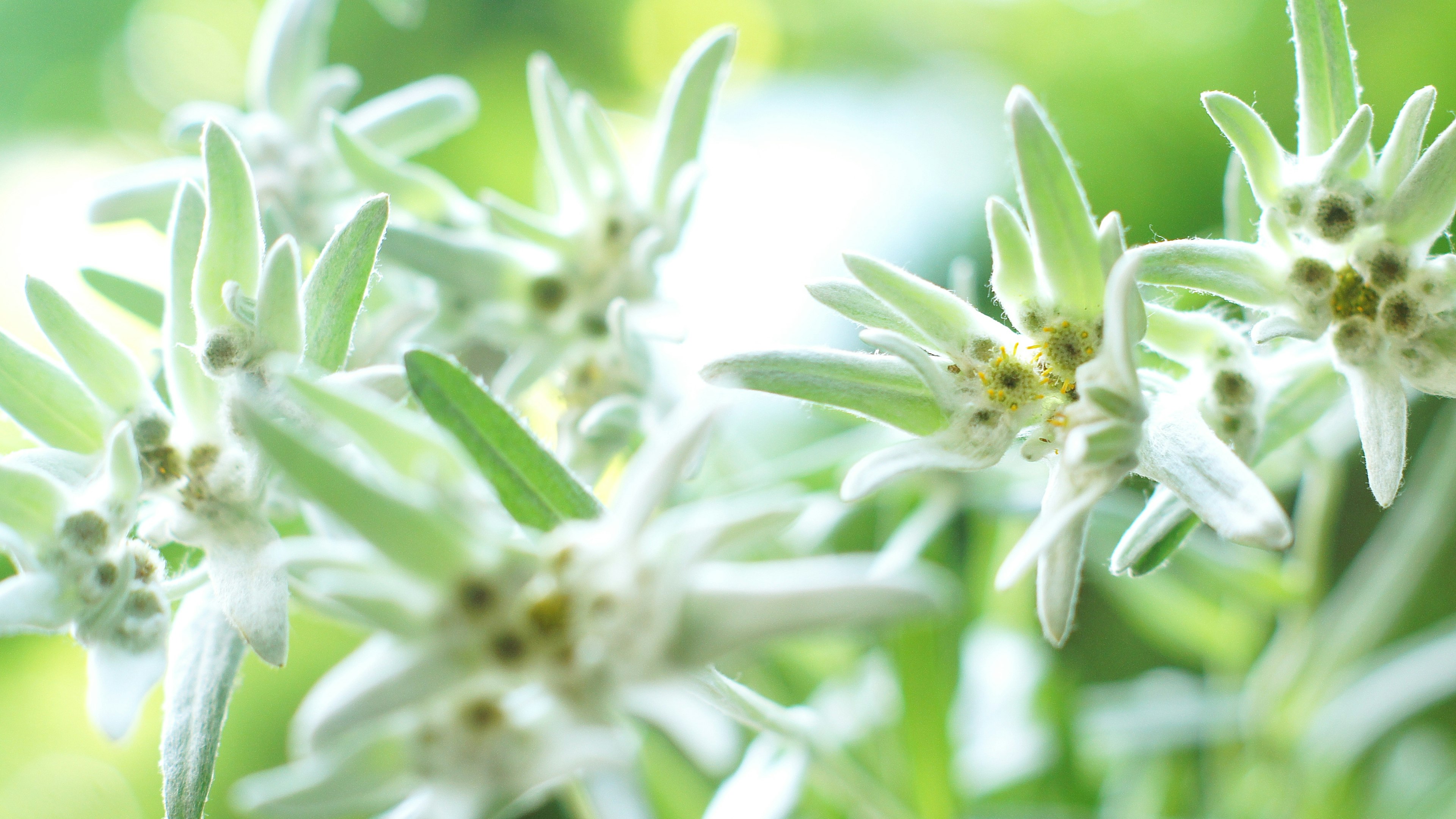 Close-up of white flowers with green background