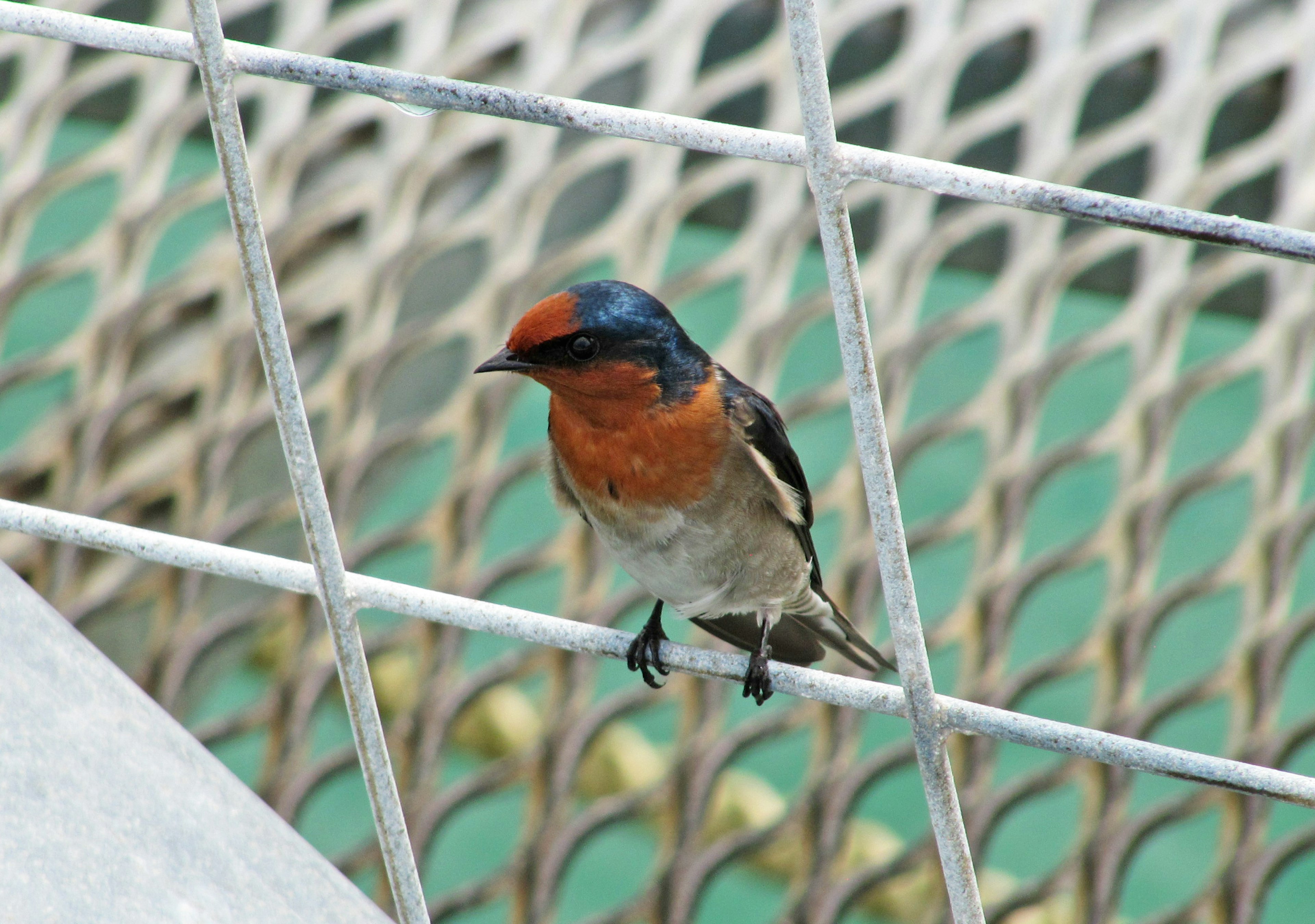 Un pequeño pájaro con cabeza azul y pecho naranja posado en una rejilla de metal