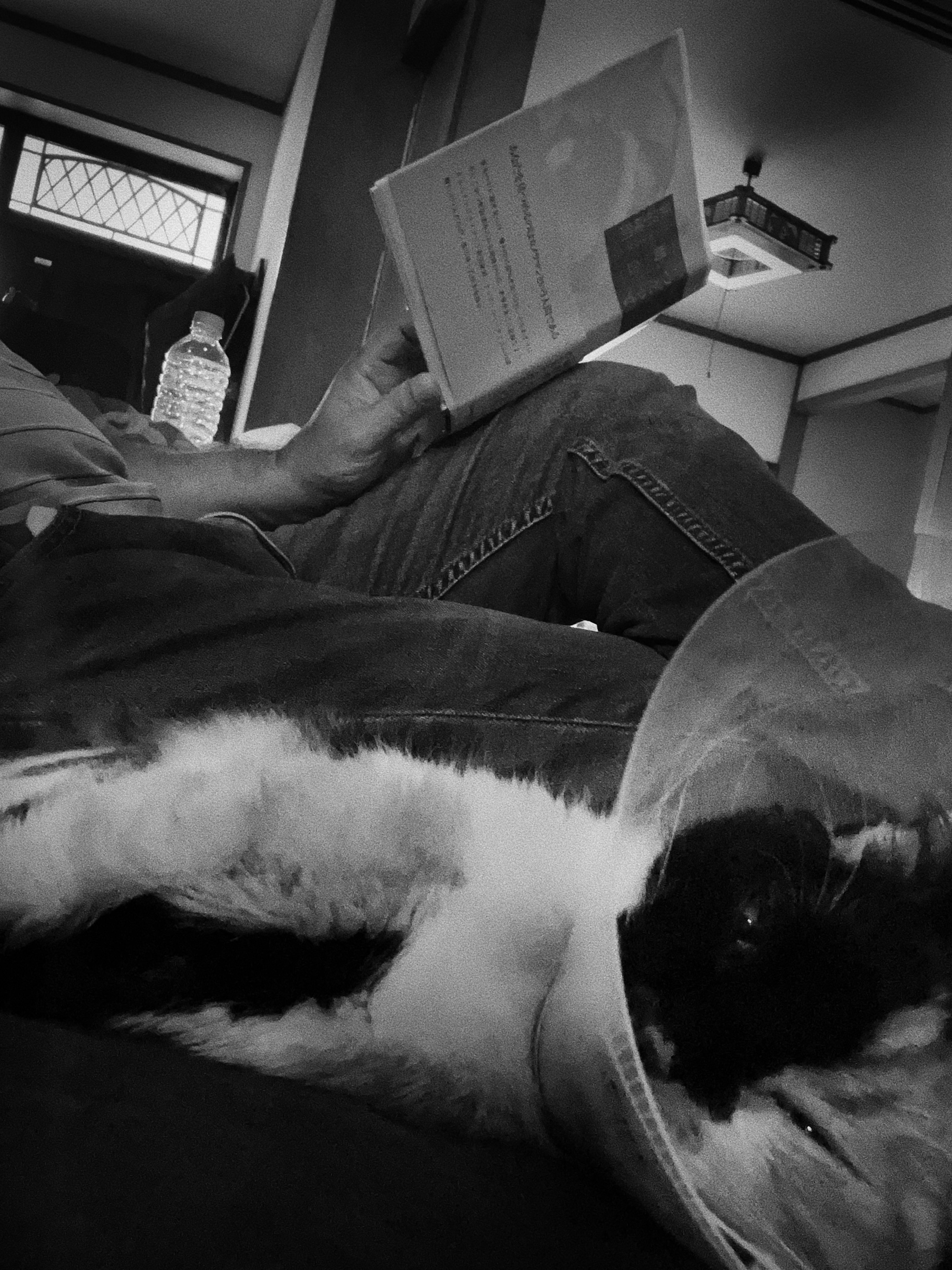 A black and white cat wearing an Elizabethan collar lying next to a person reading a book