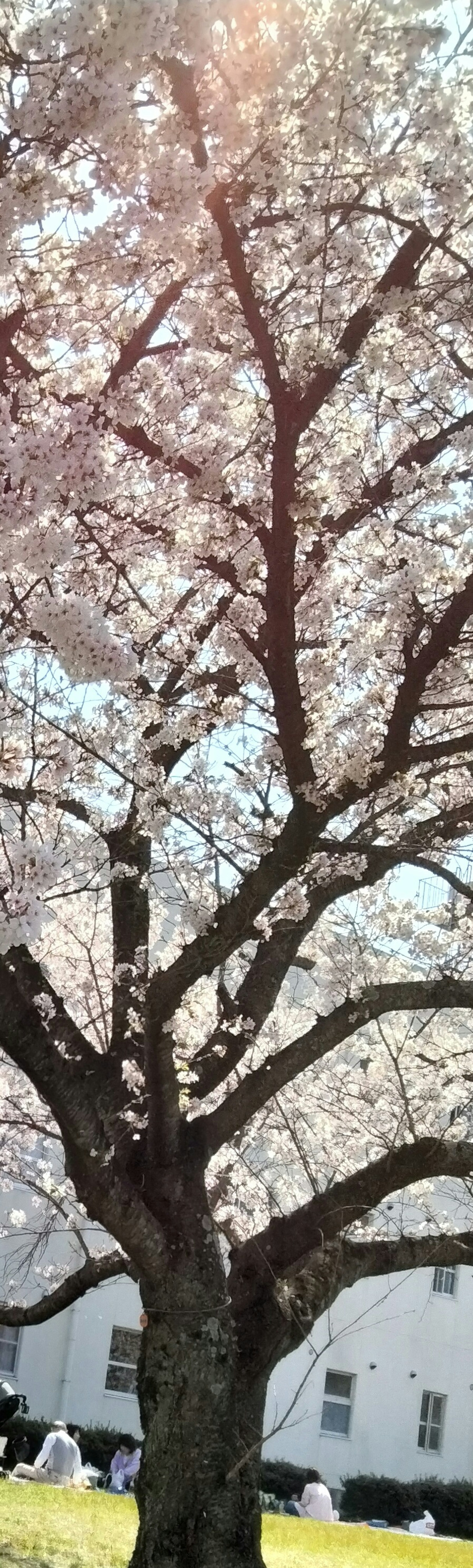 樱花树与盛开的花朵和树枝