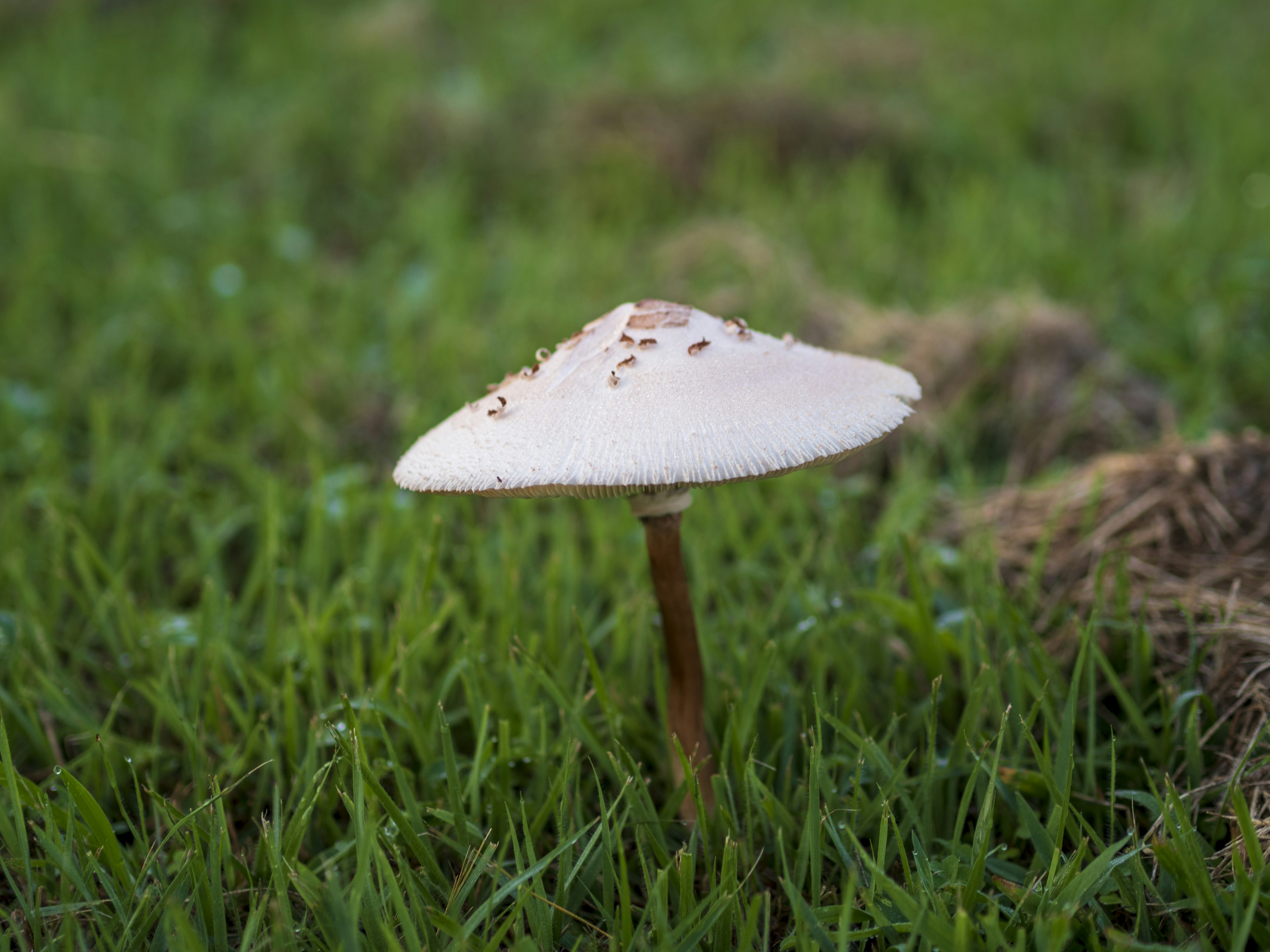 A white mushroom growing on green grass