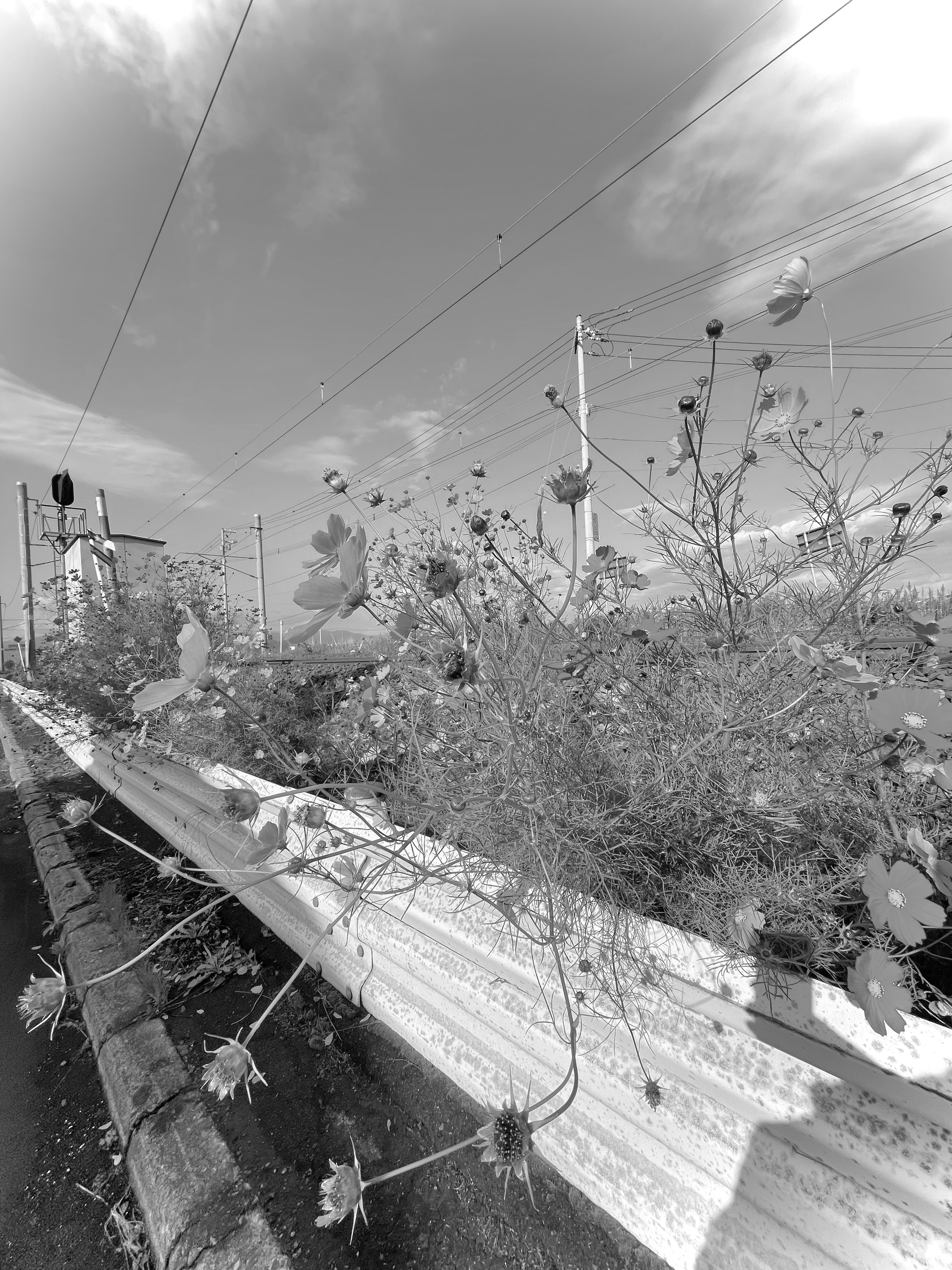 Scène en noir et blanc avec des fleurs sauvages et des poteaux électriques