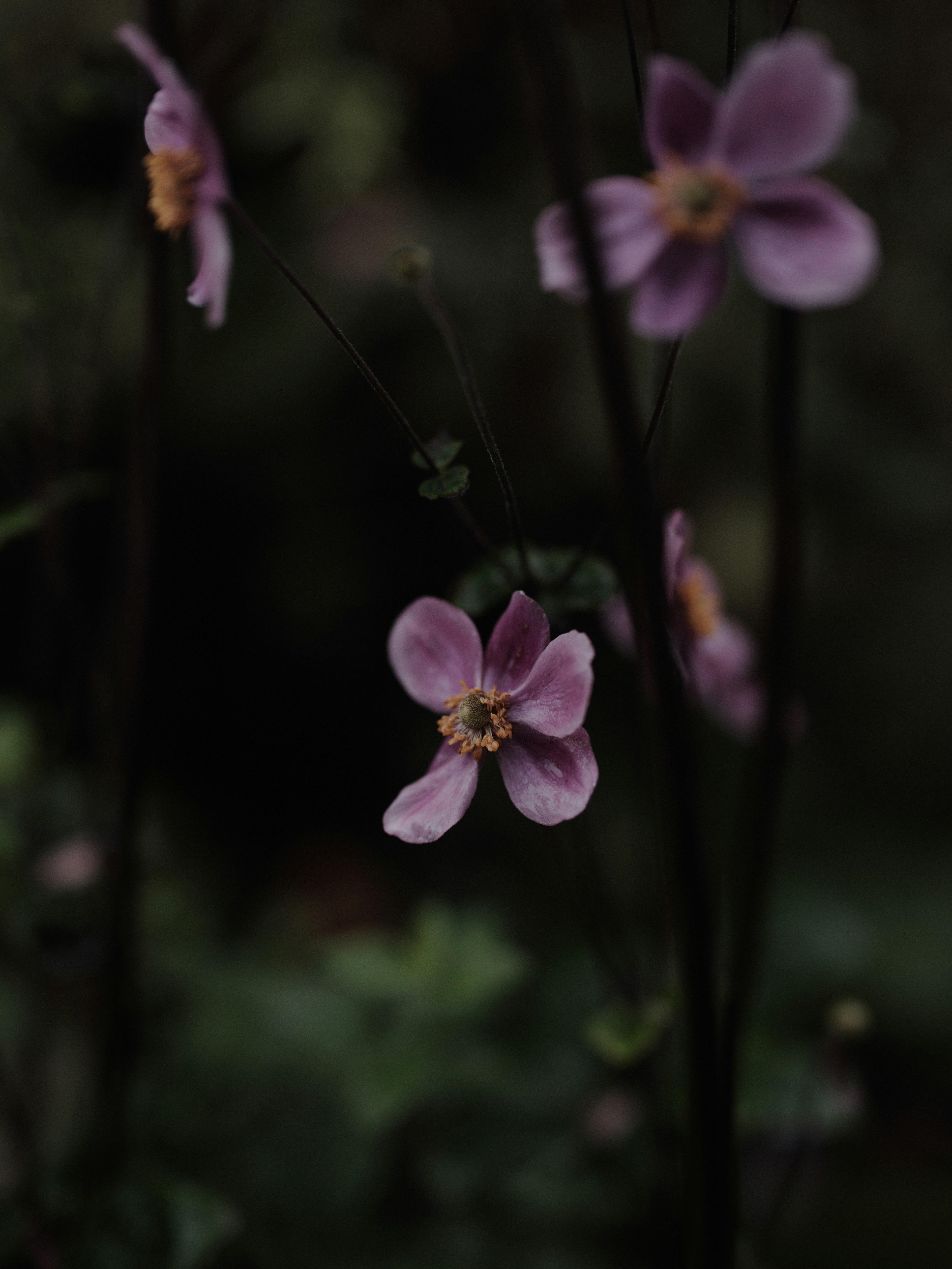 薄紫色の花が暗い背景の中で咲いている