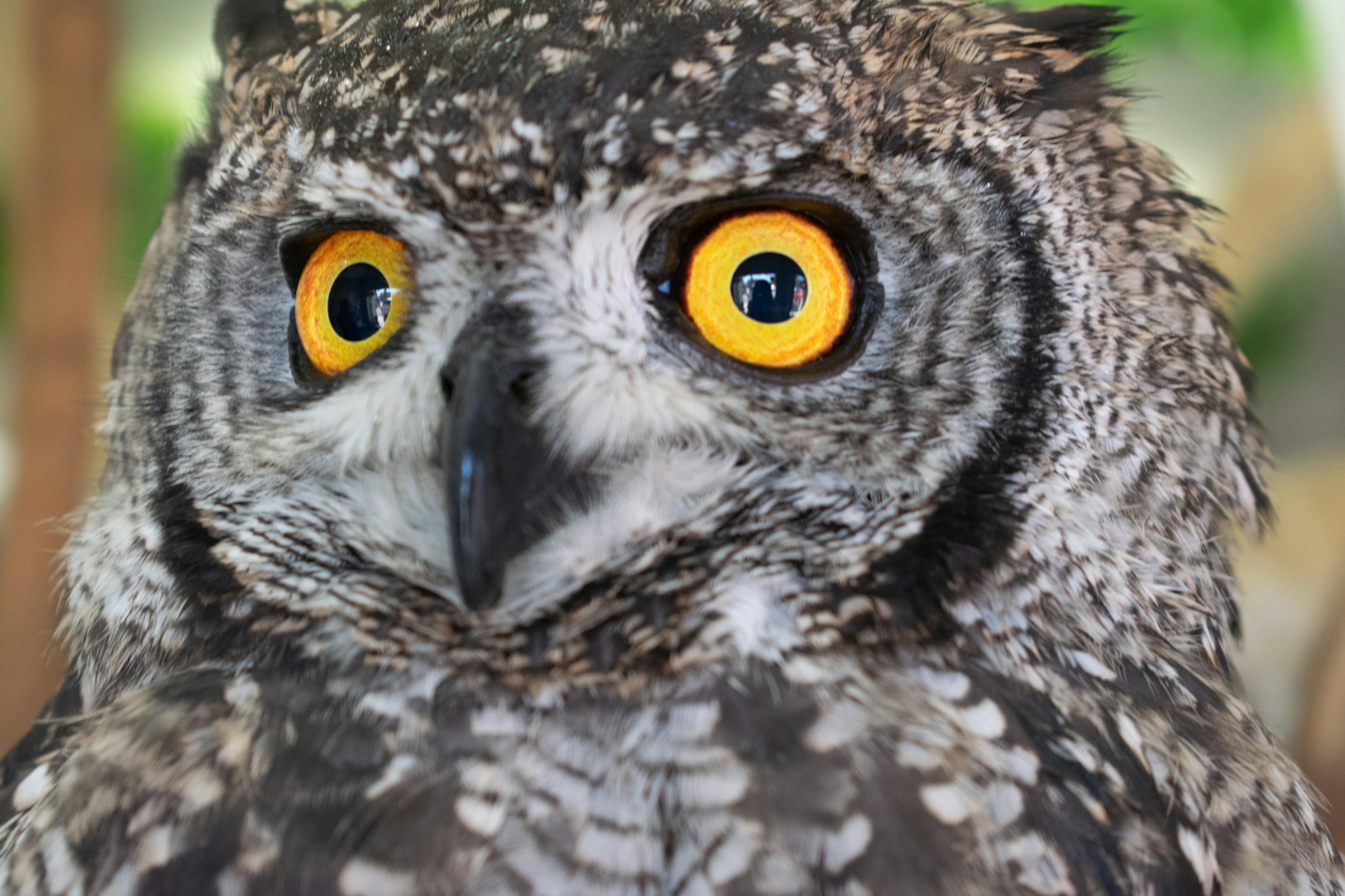 Close-up burung hantu dengan mata kuning mencolok dan pola bulu yang detail