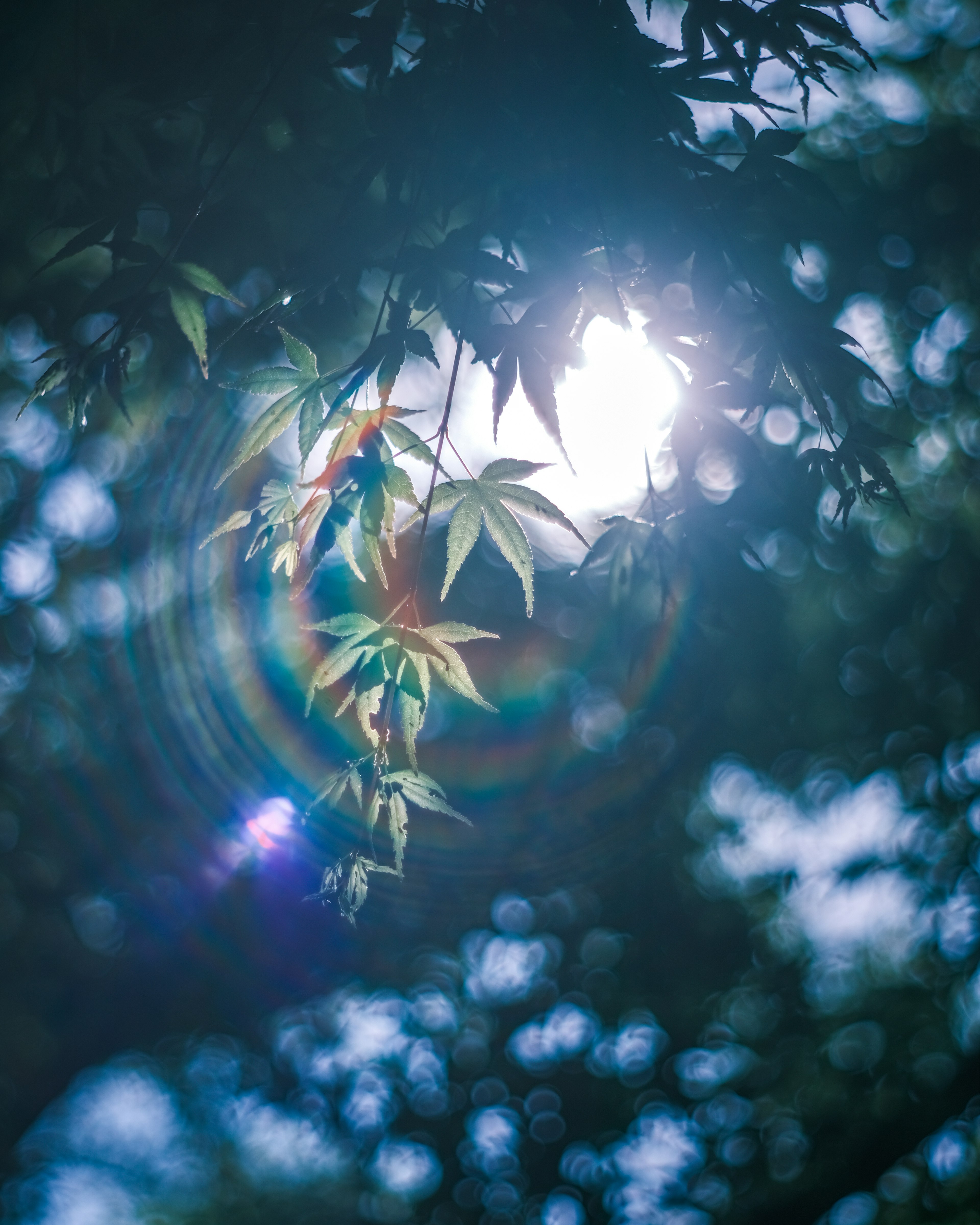 Primer plano de hojas con luz solar filtrándose a través de un fondo azul