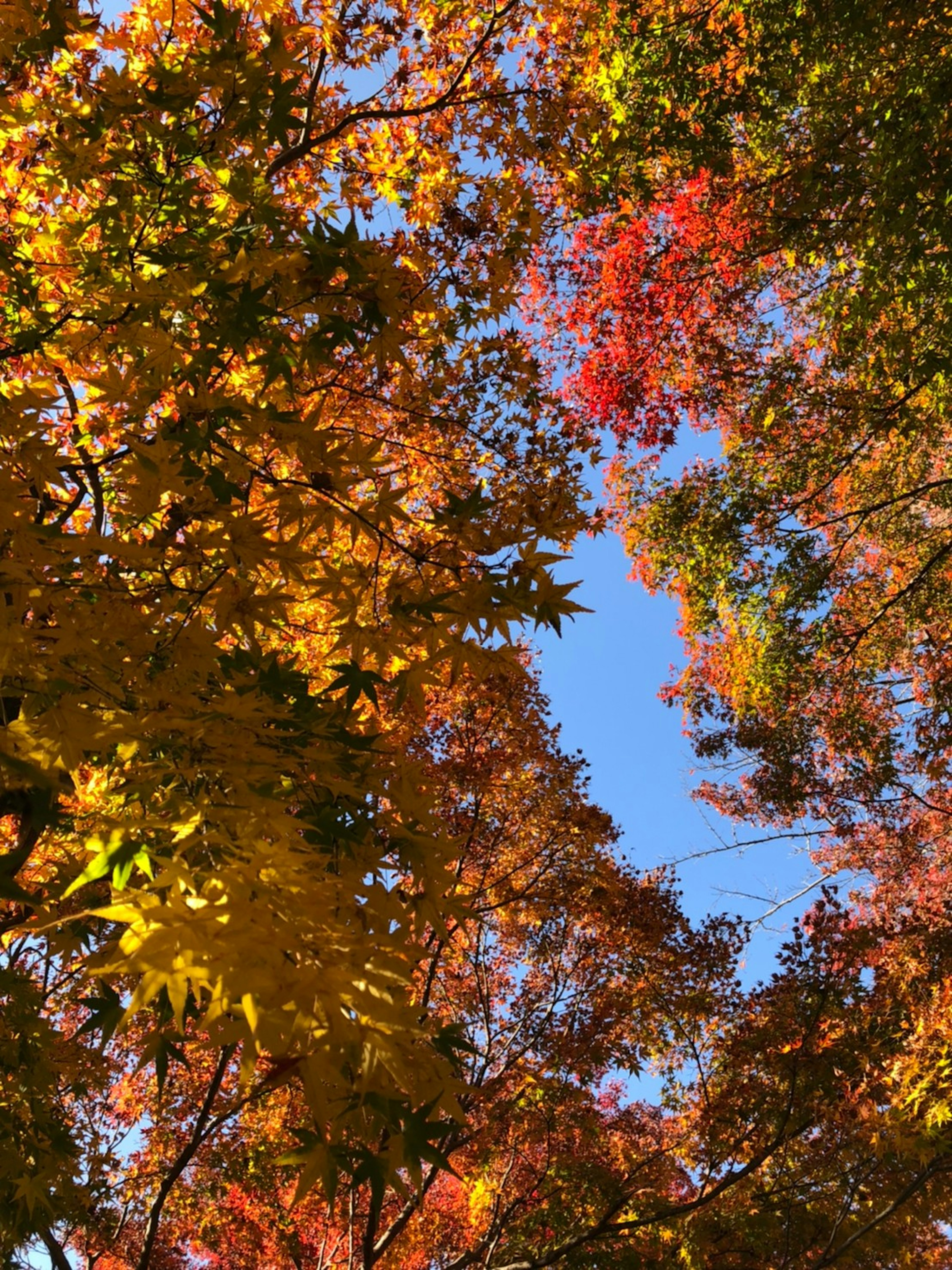 Vibrant autumn foliage with colorful leaves and clear blue sky